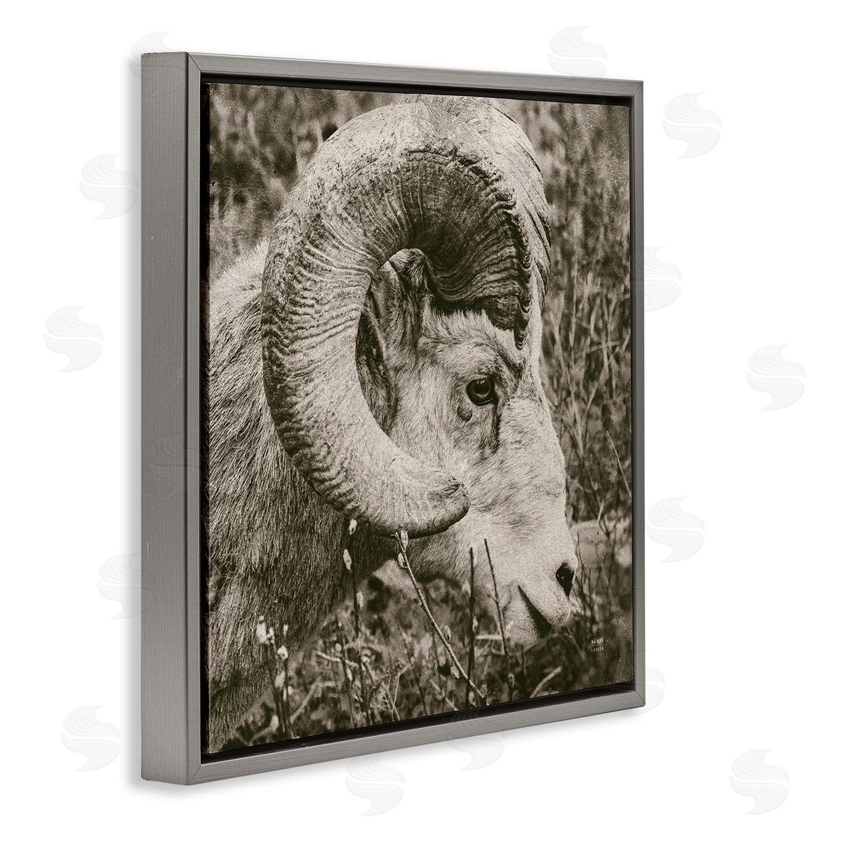 Nathan Larson Ram Horn Portrait Gray Floating Frame Canvas Wall Art Print