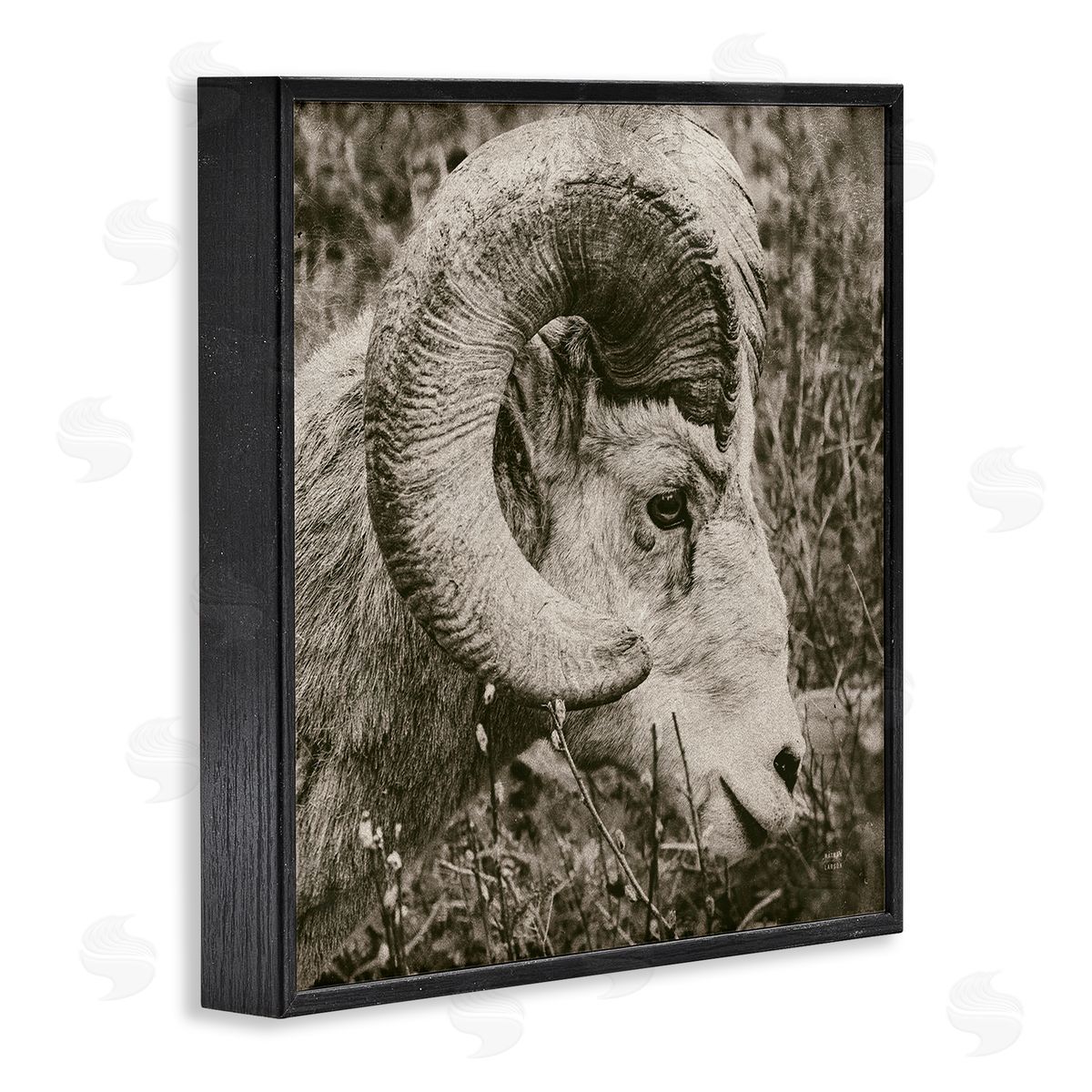 Nathan Larson Ram Horn Portrait Black Framed Glicee Wall Art Print