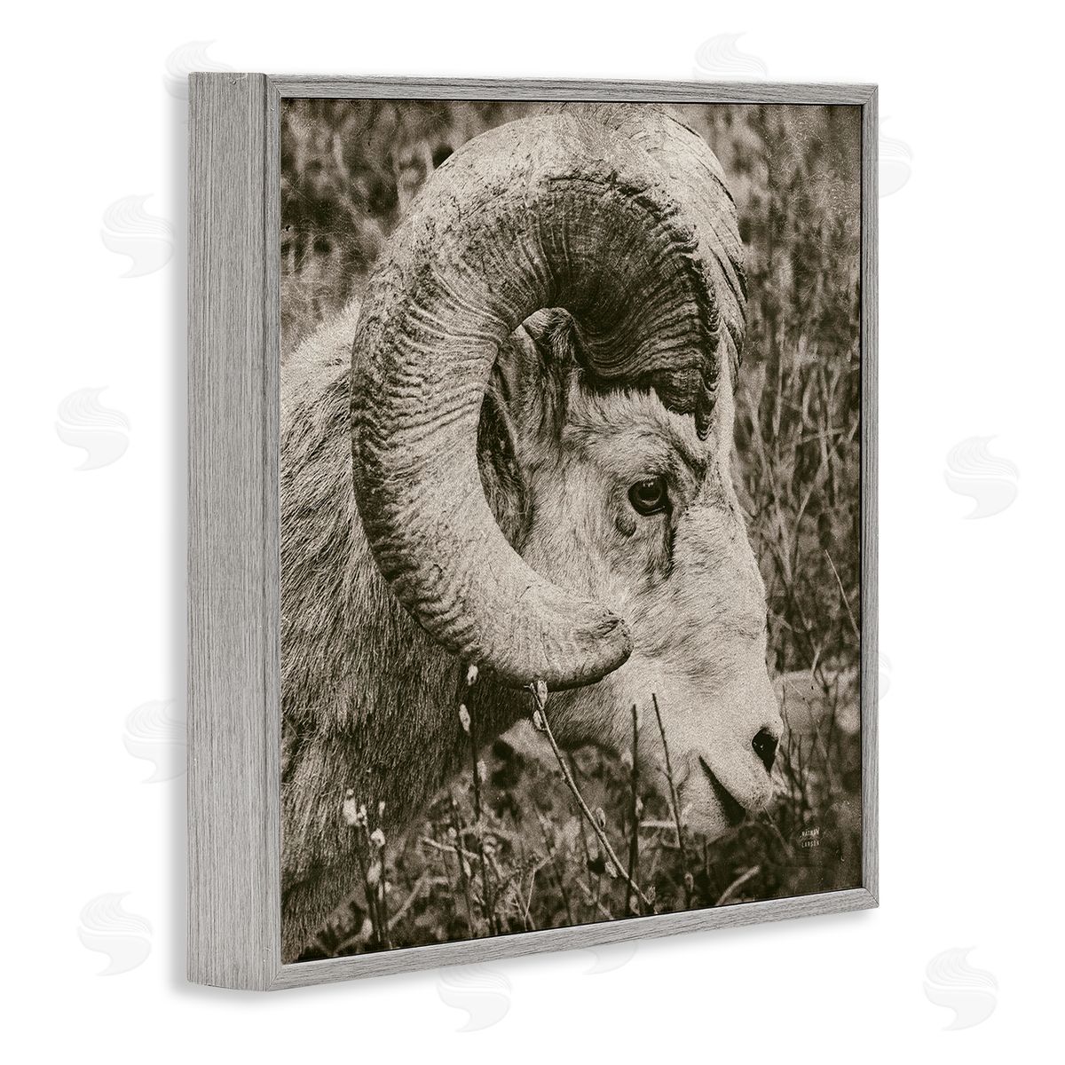 Nathan Larson Ram Horn Portrait Gray Framed Glicee Wall Art Print