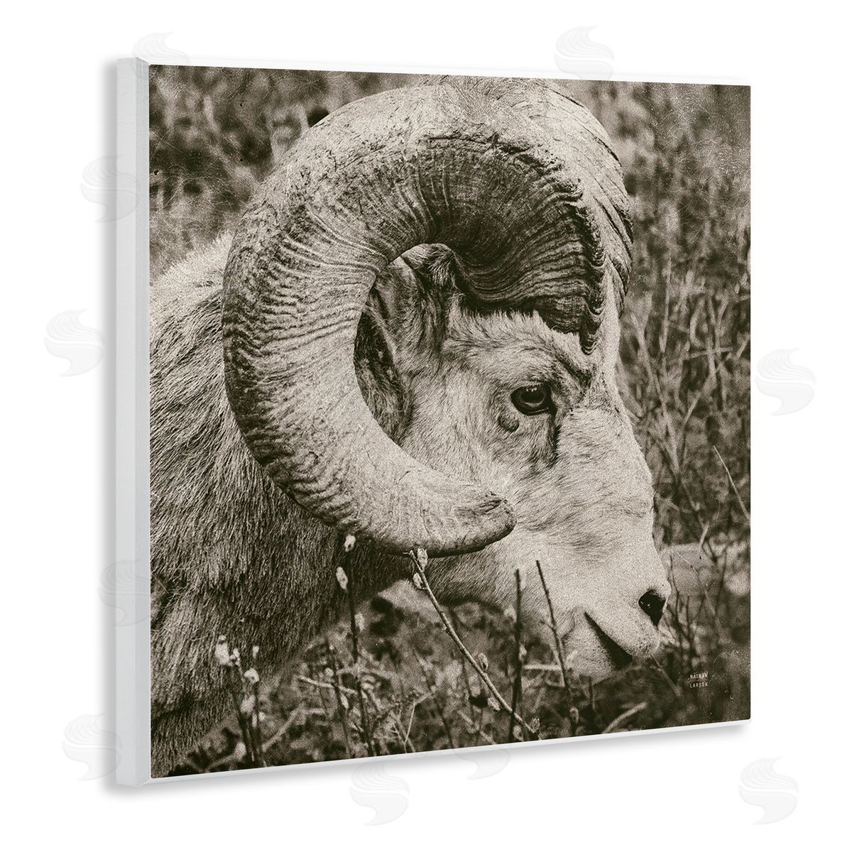 Nathan Larson Ram Horn Portrait Wooden Wall Plaque Art Print