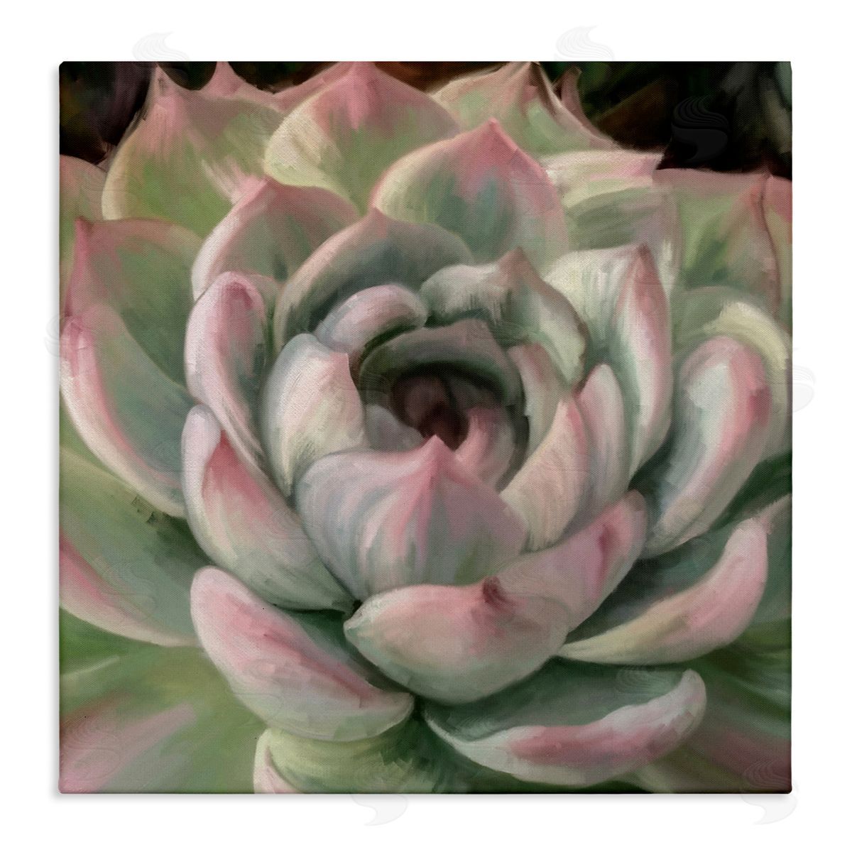 Amy Hall Succulent Leaves Close Up Stretched Canvas Wall Art Print