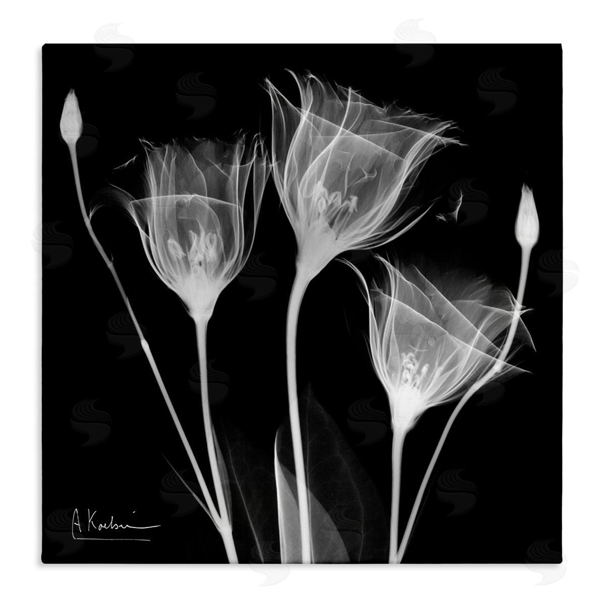 Albert Koetsier Contemporary Tulip X-Ray Stretched Canvas Wall Art Print
