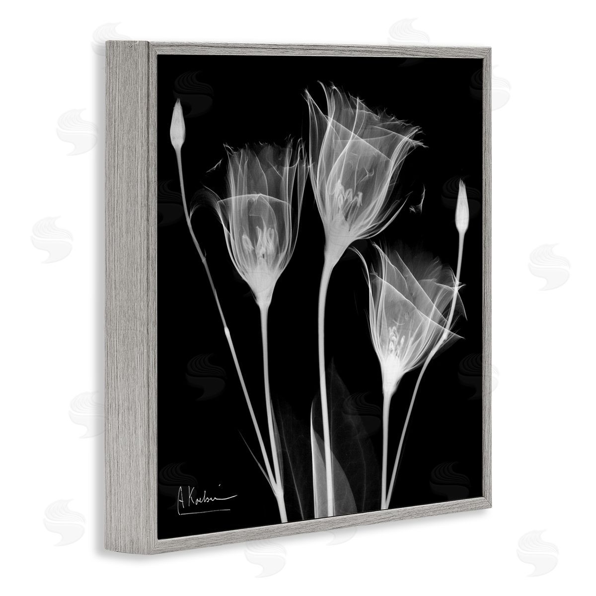 Albert Koetsier Contemporary Tulip X-Ray Gray Framed Glicee Wall Art Print