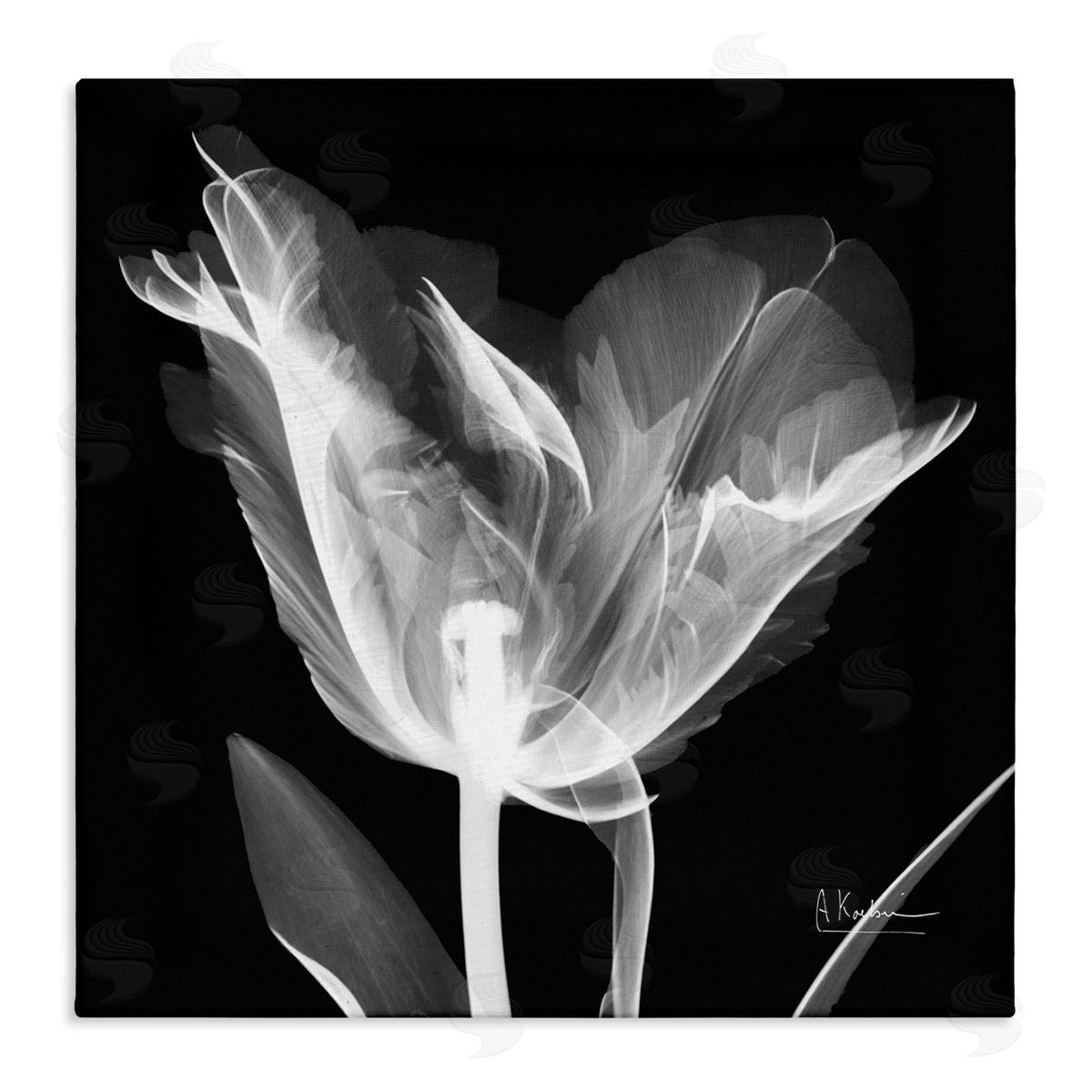 Albert Koetsier Tulip Flower X-Ray Stretched Canvas Wall Art Print