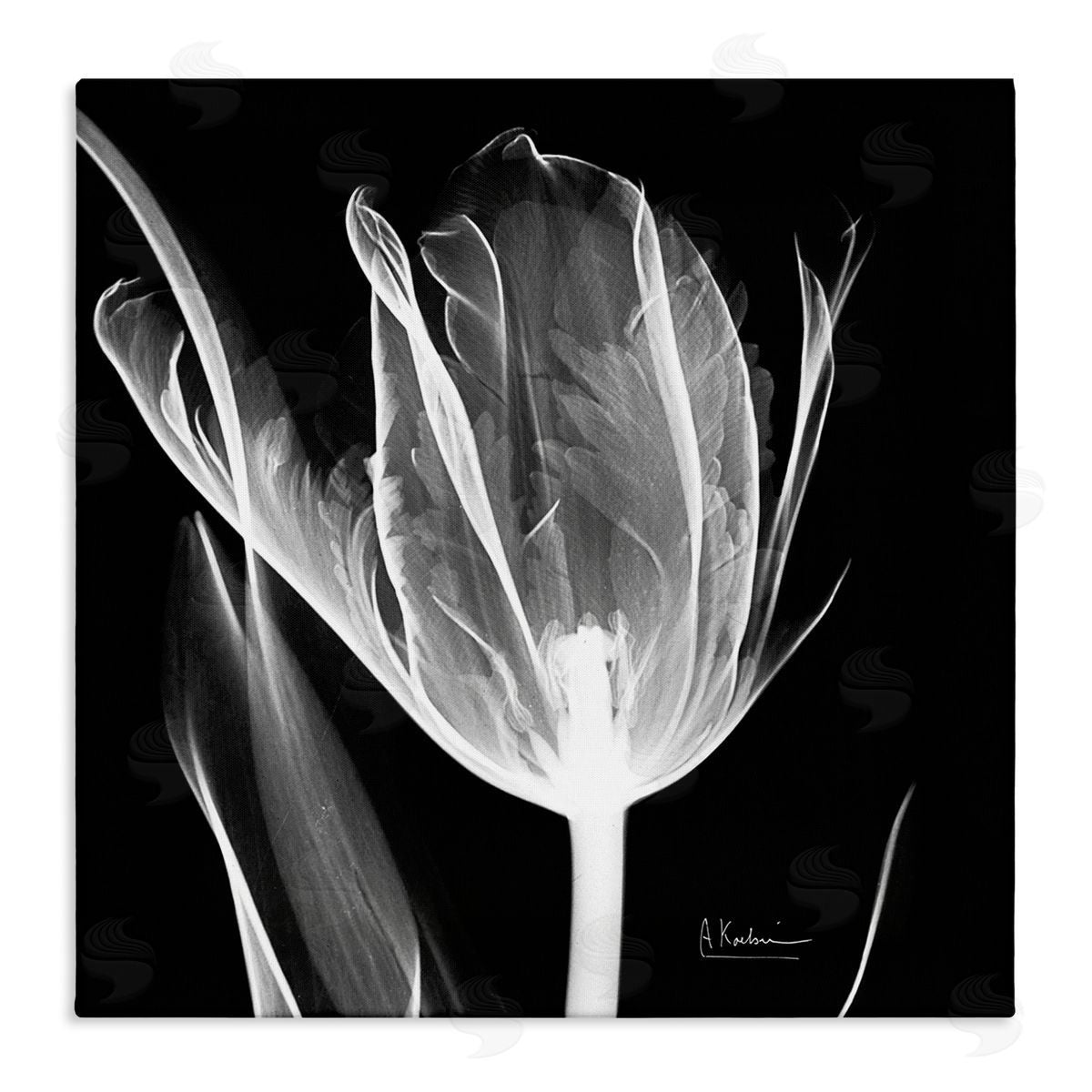 Albert Koetsier Flower X-Ray on Black Stretched Canvas Wall Art Print