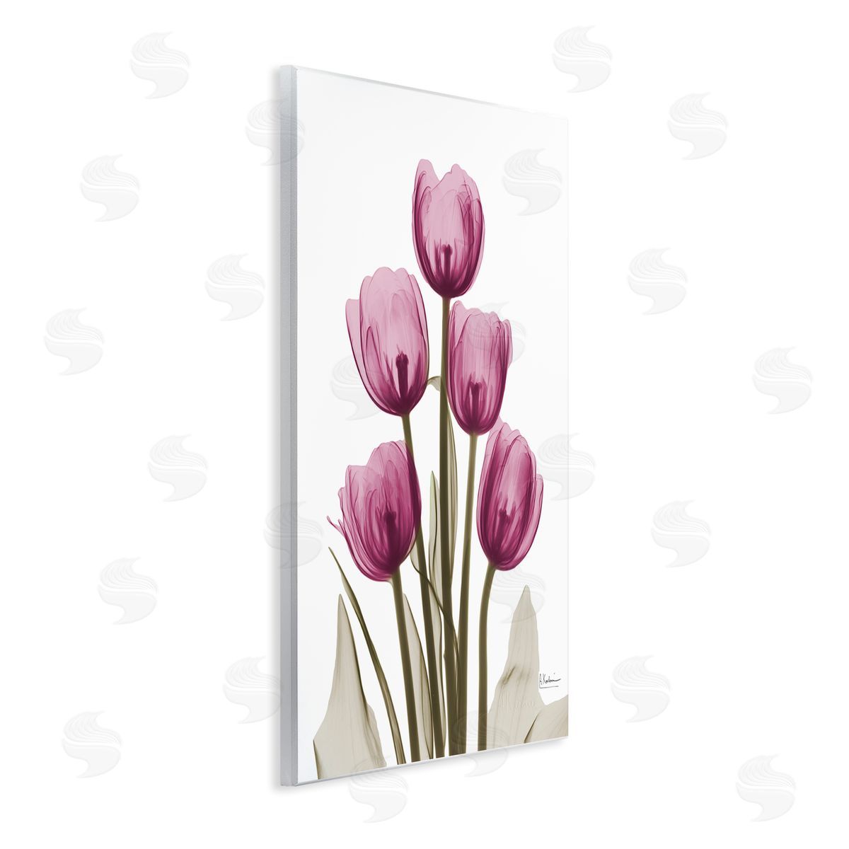 Pink X-Ray Tulips Wood Plaque Wall Art, Home Decor by Albert Koetsier
