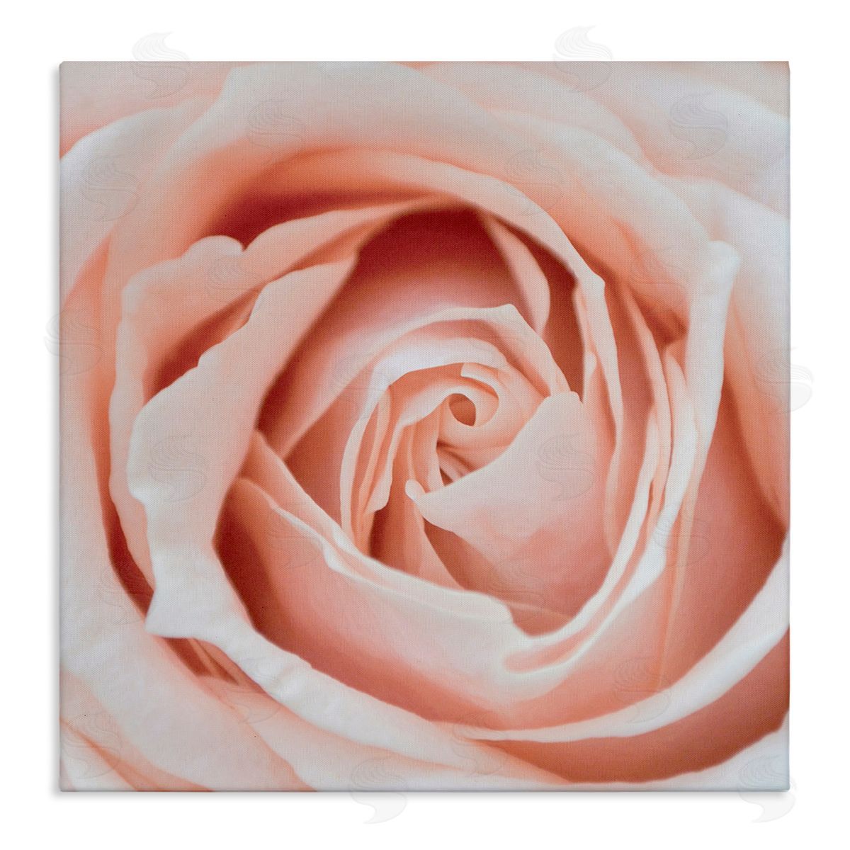 LSR Design Studio Pink Close Up Rose Stretched Canvas Wall Art Print