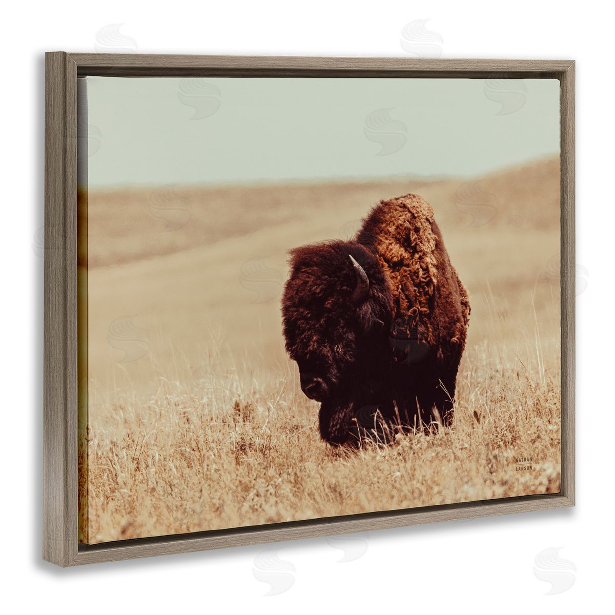 Nathan Larson Bison Grazing Tall Grass Brown Floater Frame Canvas Artside_
