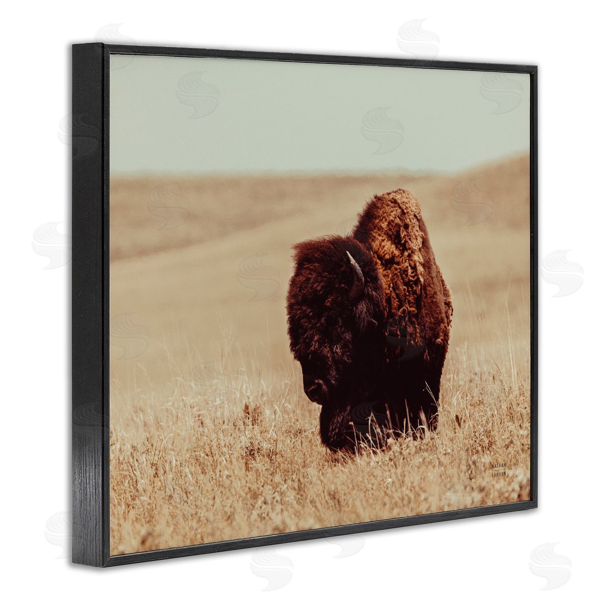 Nathan Larson Bison Grazing Tall Grass Black Framed Giclee Wall Artside_