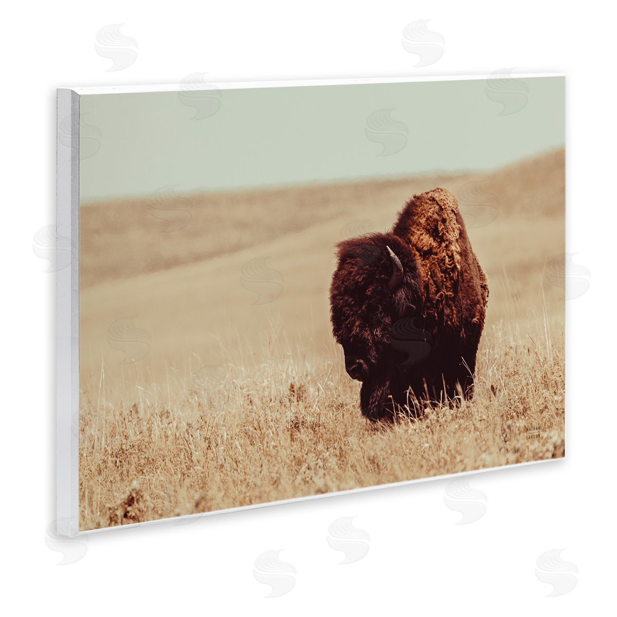 Nathan Larson Bison Grazing Tall Grass Wall Plaque Artside_