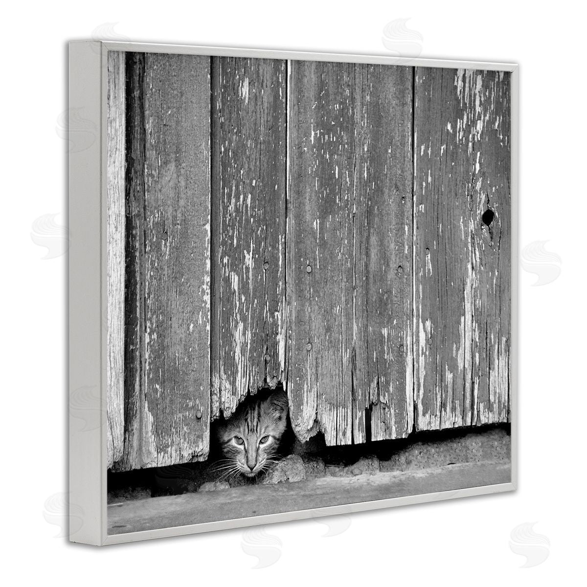 Steve Toole Rustic Cat Peeking White Framed Giclee Wall Artside_