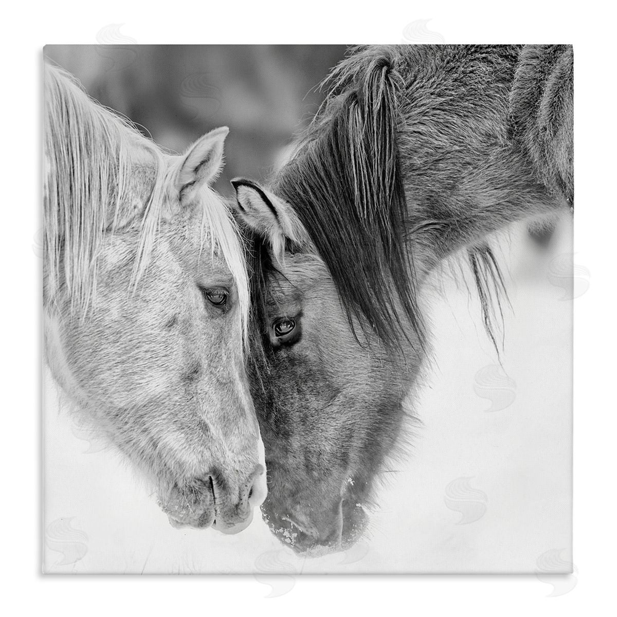 PH Burchett Horse Hug Photography Canvas Wall Art
