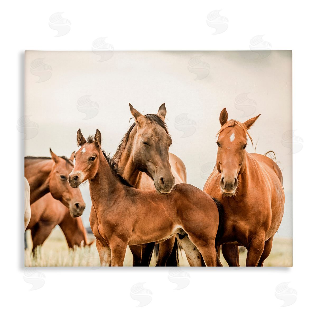 Horse & Foals Photography Canvas Wall Art, Home Decor by Krista Broadway