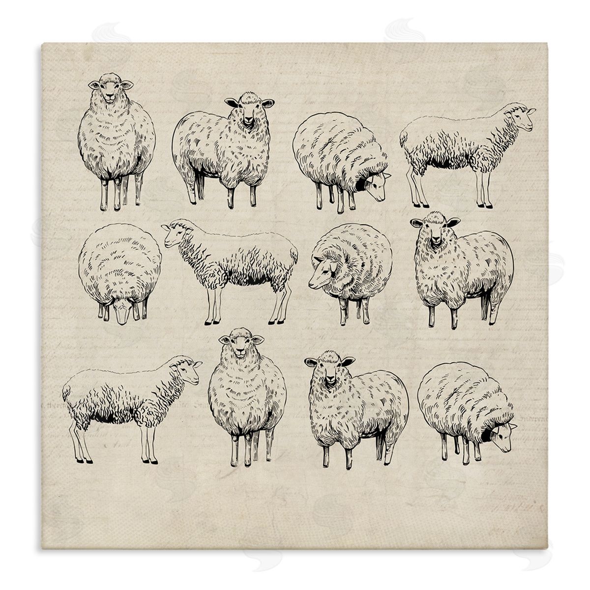 Karen Smith Vintage Sheep Drawings Canvas Wall Art