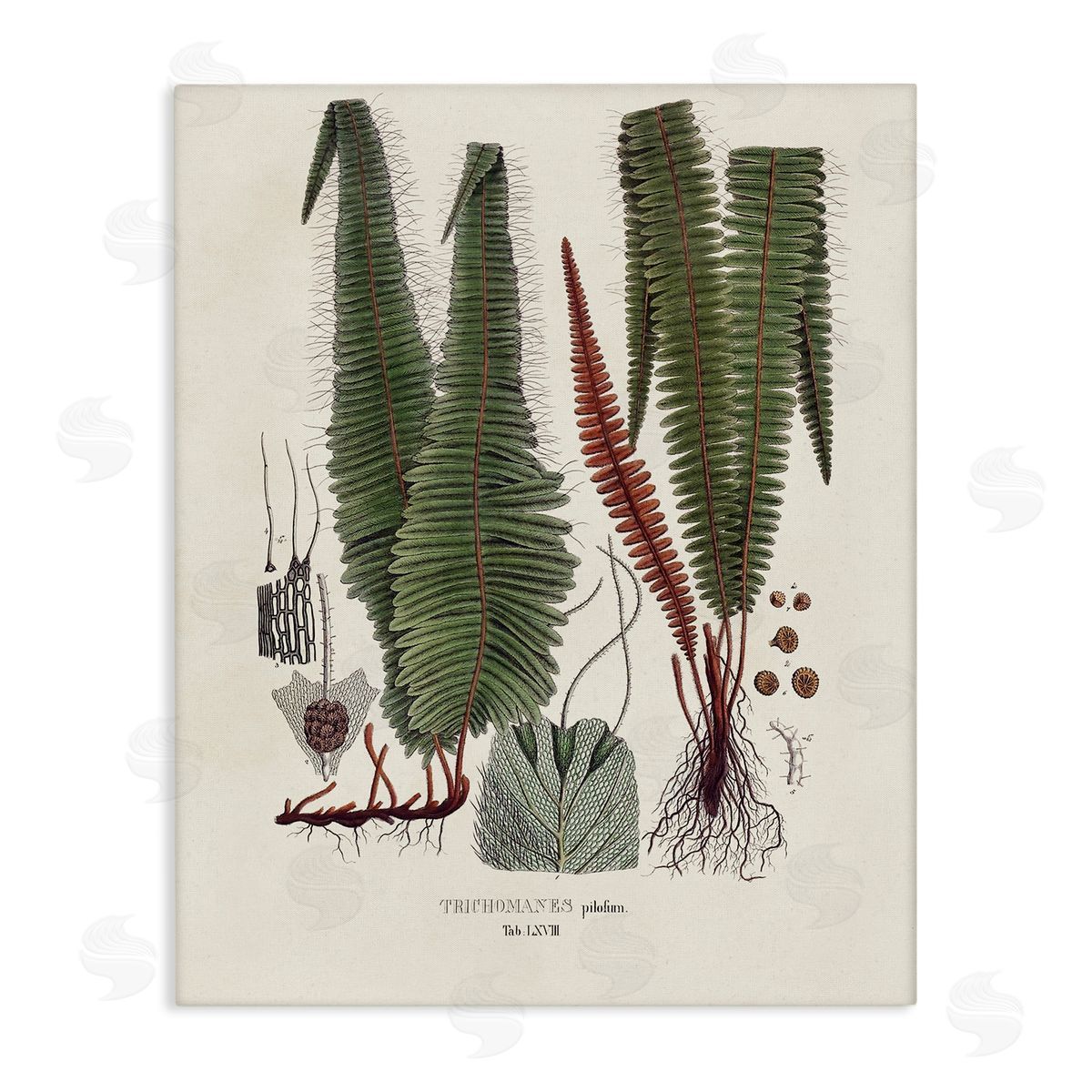 Vision Studio Fern Latin Study Canvas Wall Art