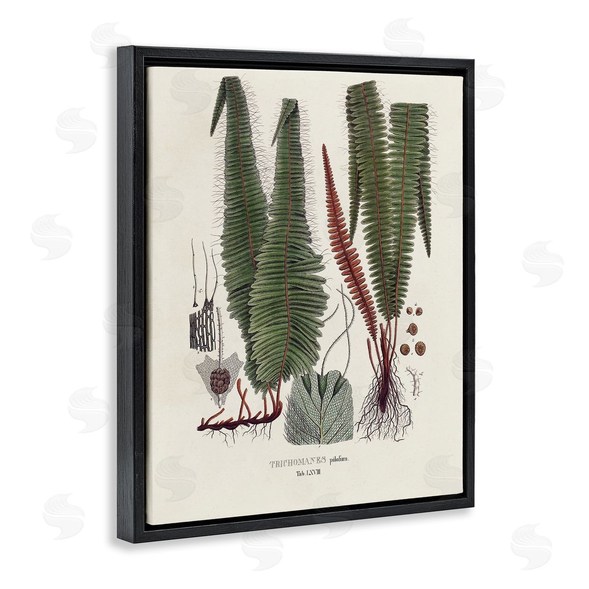 Vision Studio Fern Latin Study Black Floater Frame Canvas Artside_