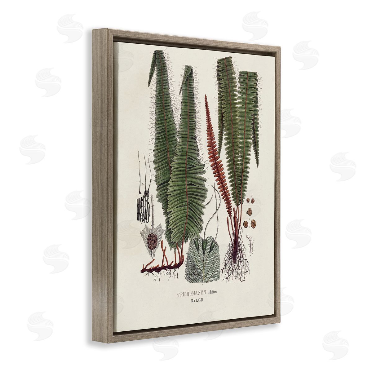Vision Studio Fern Latin Study Brown Floater Frame Canvas Artside_