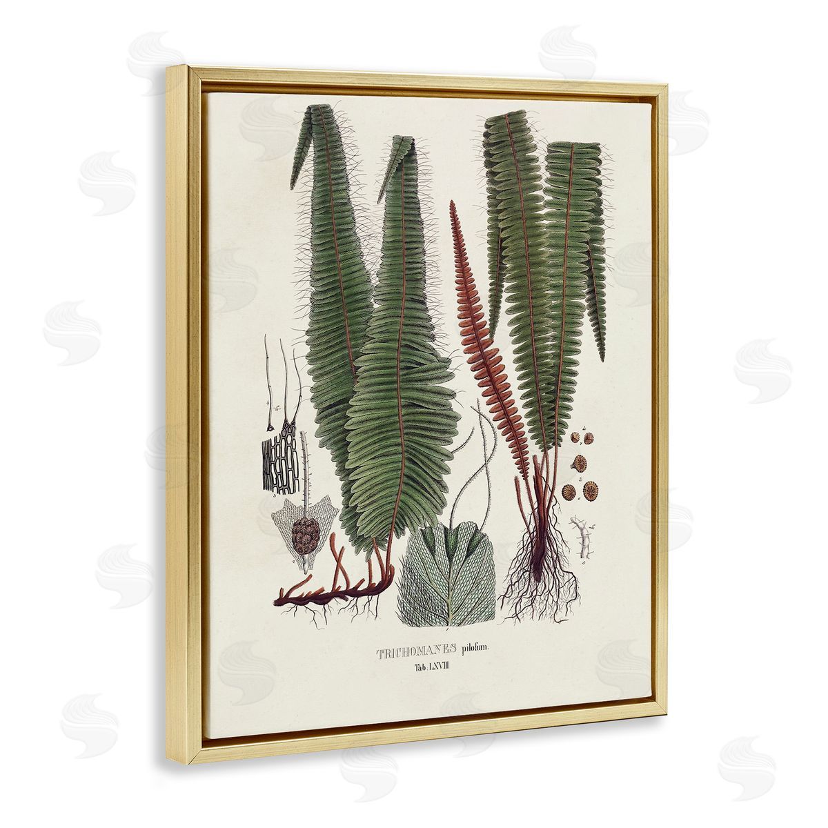 Vision Studio Fern Latin Study Gold Floater Frame Canvas Artside_