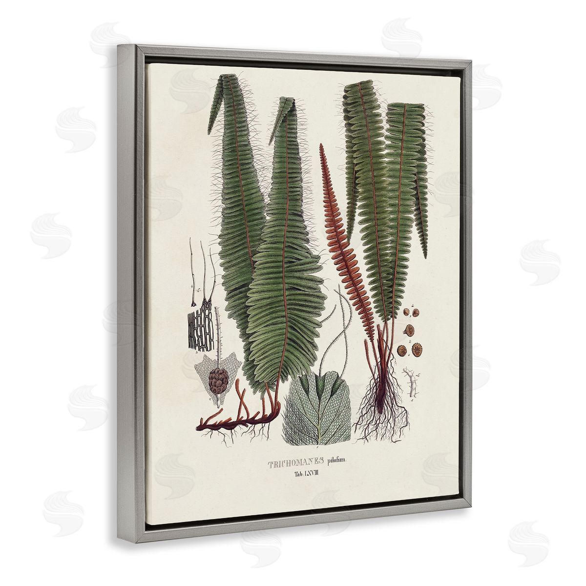 Vision Studio Fern Latin Study Gray Floater Frame Canvas Artside_