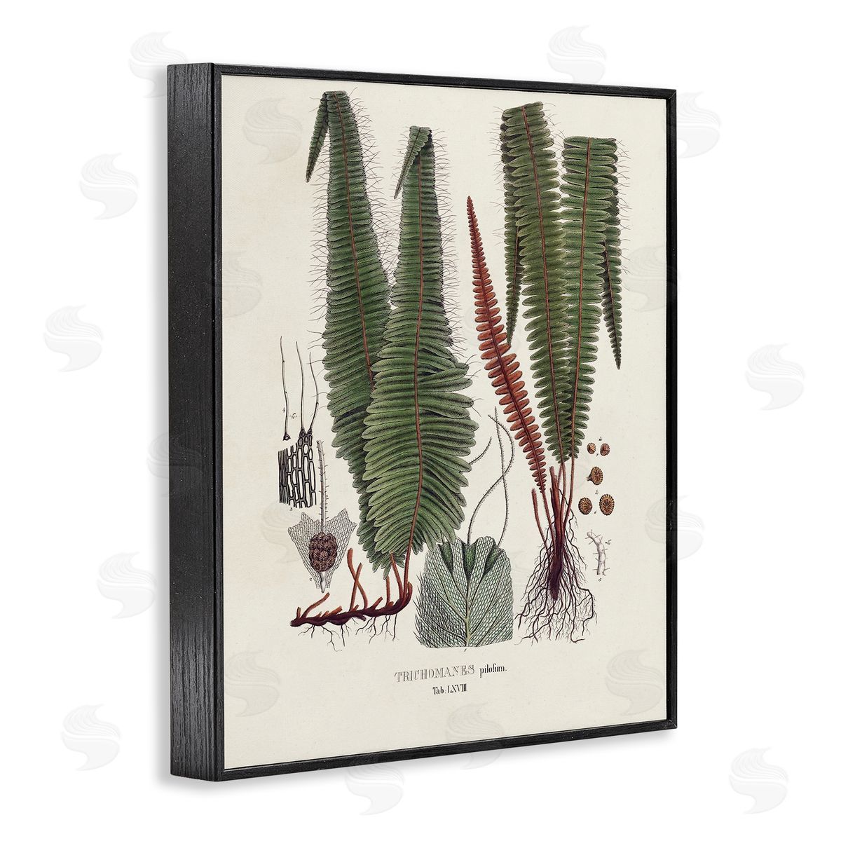 Vision Studio Fern Latin Study Black Framed Giclee Wall Artside_
