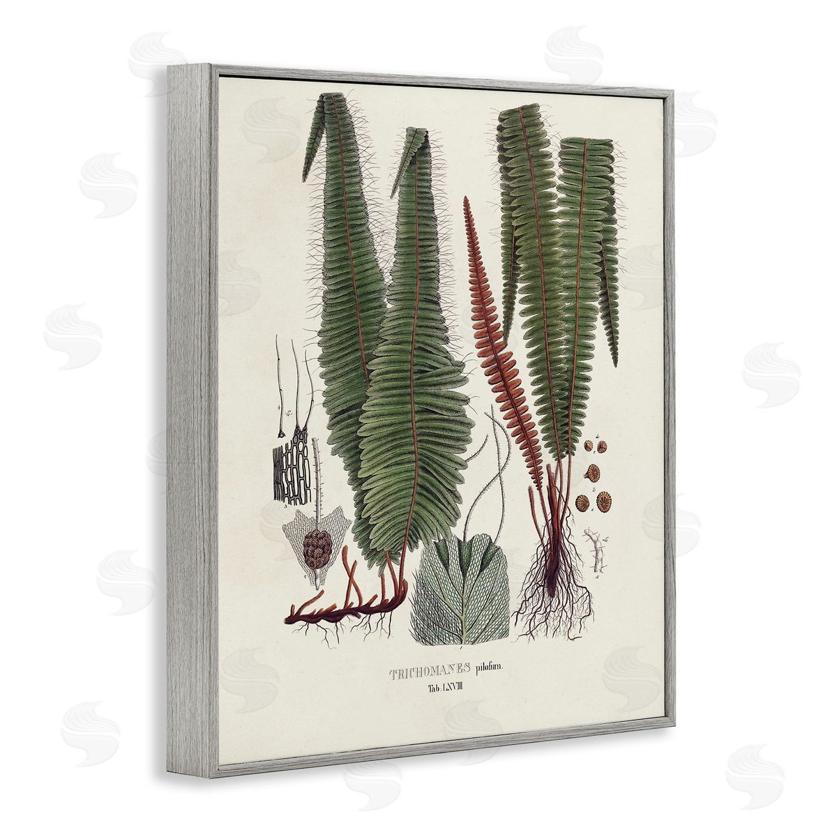 Vision Studio Fern Latin Study Gray Framed Giclee Wall Artside_
