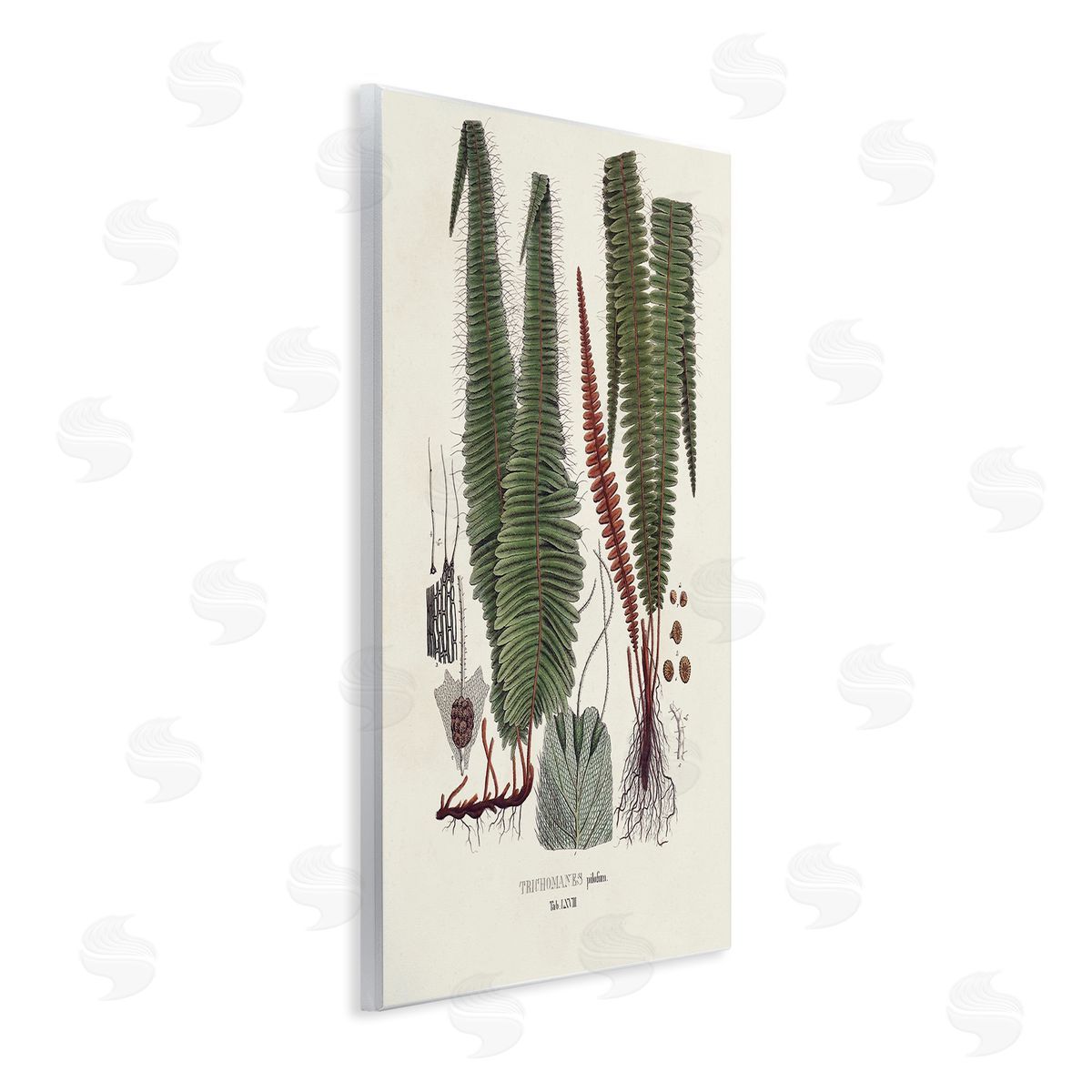 Vision Studio Fern Latin Study Wall Plaque Artside_