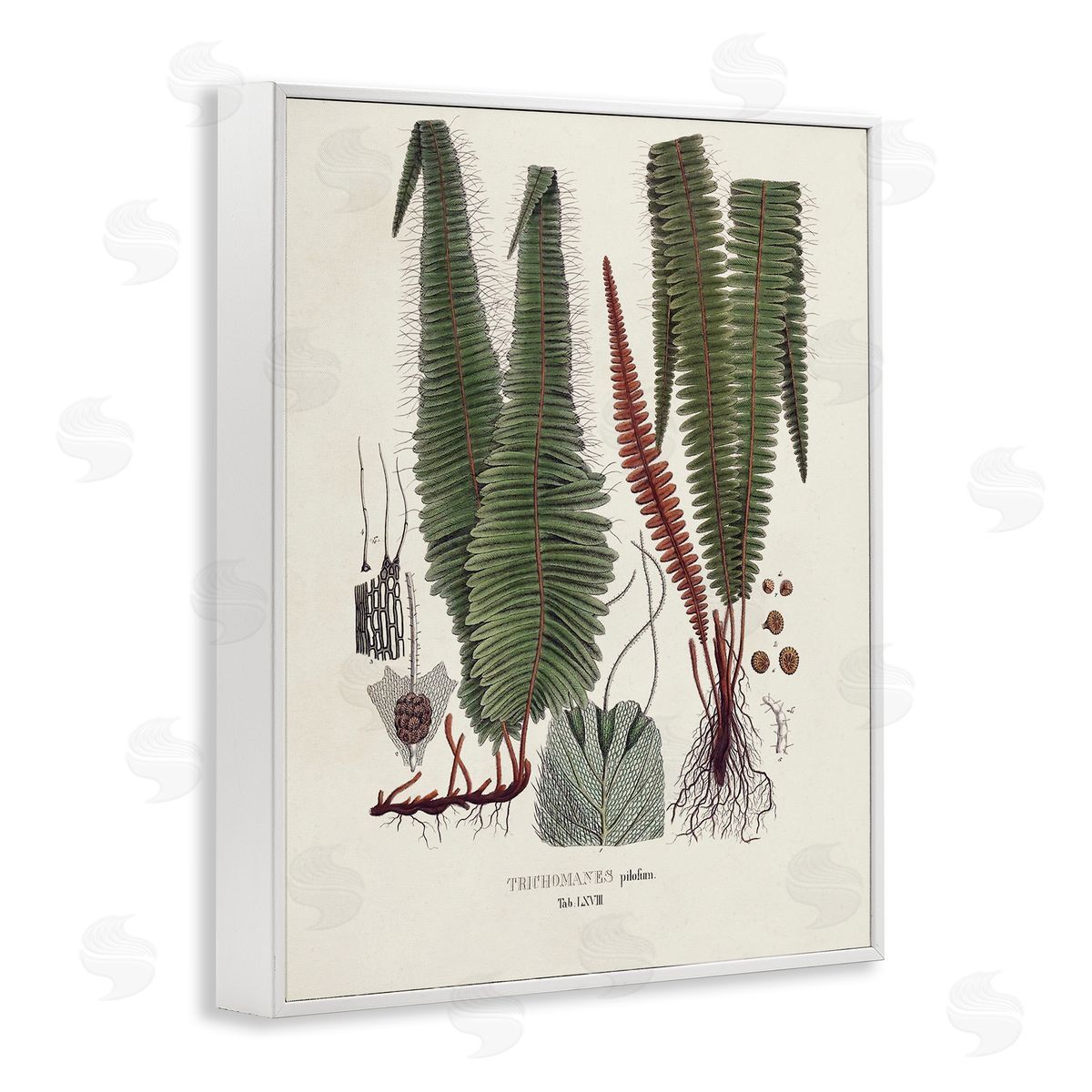 Vision Studio Fern Latin Study White Framed Giclee Wall Artside_