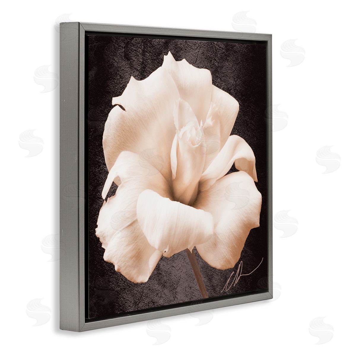 Christine Zalewski Rose Petal Photography Gray Floater Frame Canvas Artside_