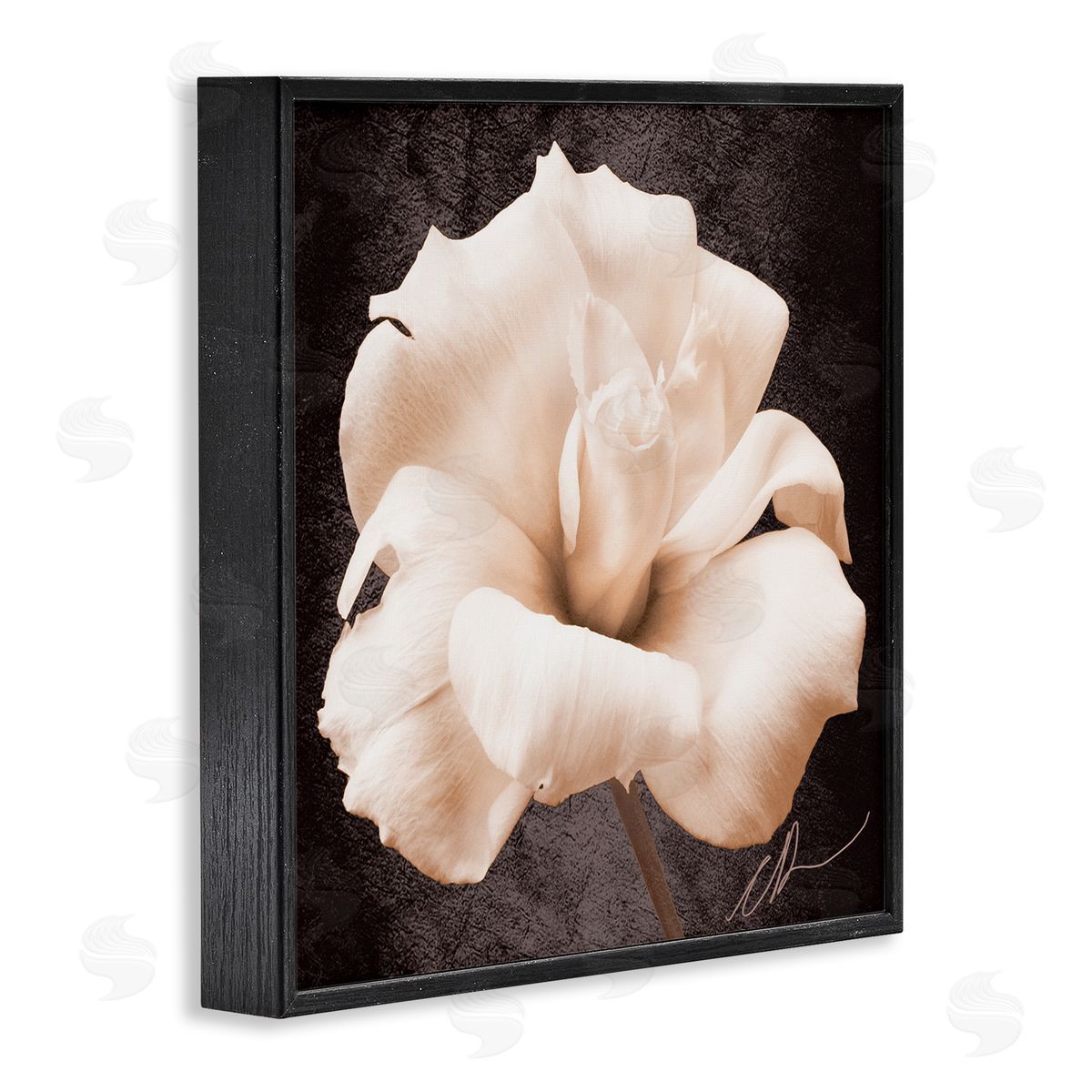 Christine Zalewski Rose Petal Photography Black Framed Giclee Wall Artside_
