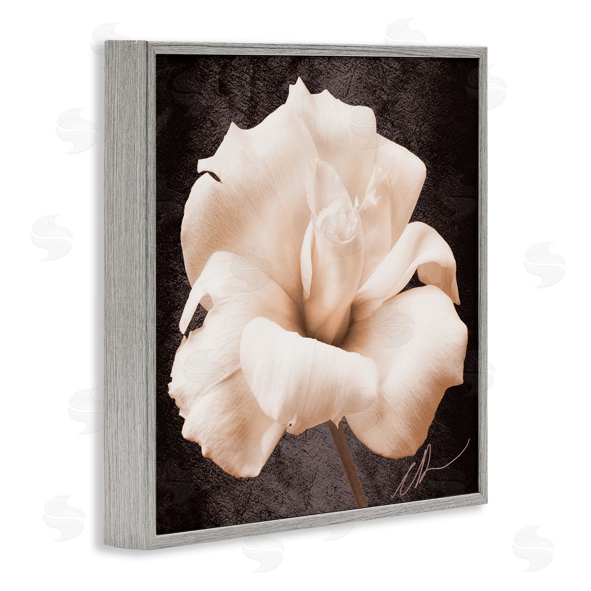 Christine Zalewski Rose Petal Photography Gray Framed Giclee Wall Artside_