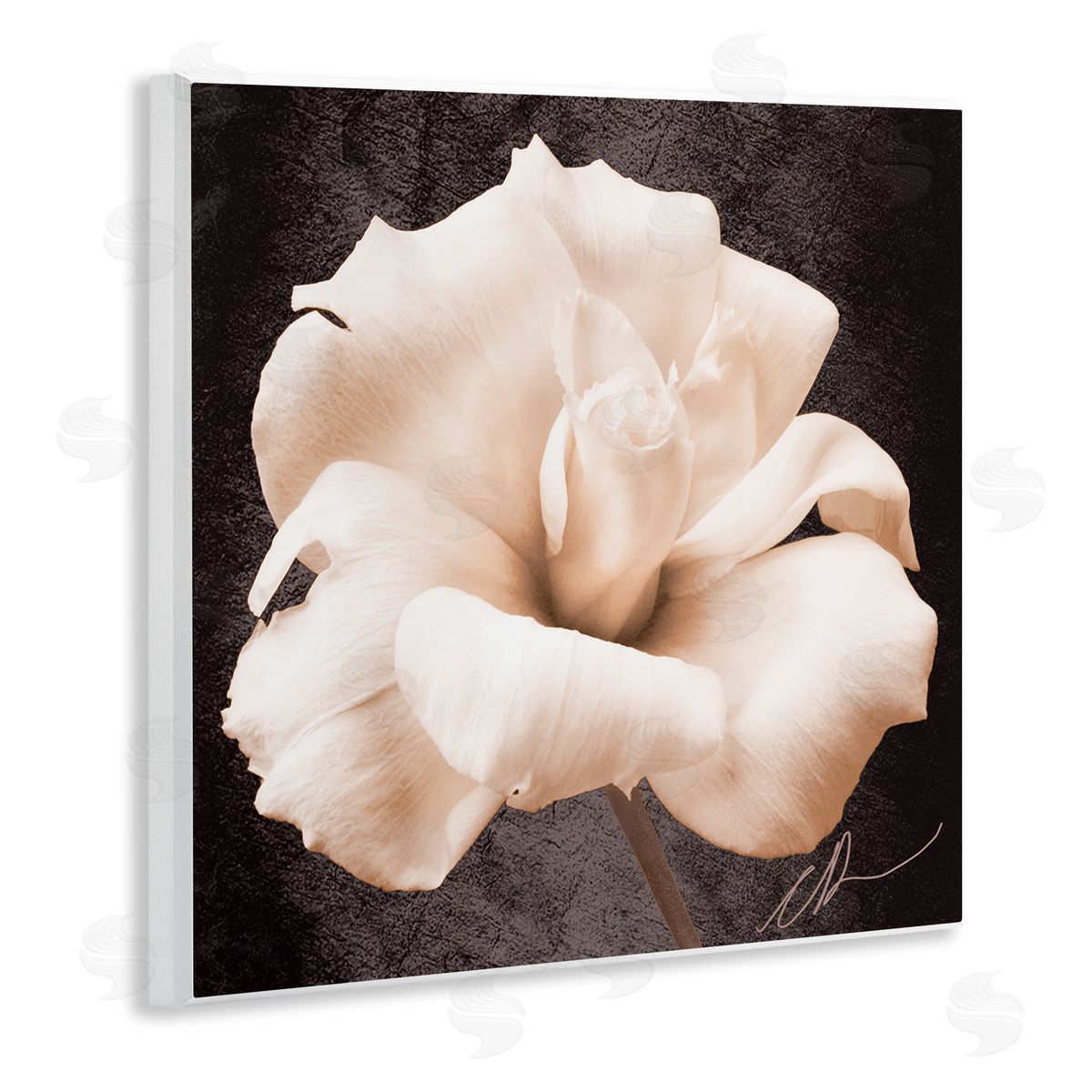 Christine Zalewski Rose Petal Photography Wall Plaque Artside_