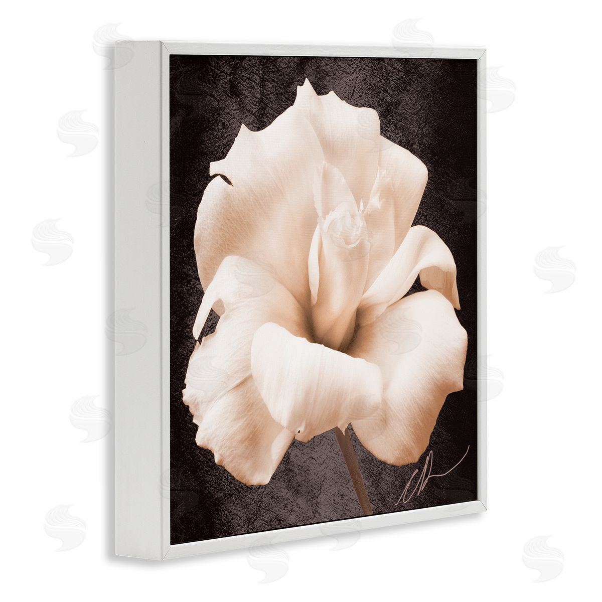 Christine Zalewski Rose Petal Photography White Framed Giclee Wall Artside_
