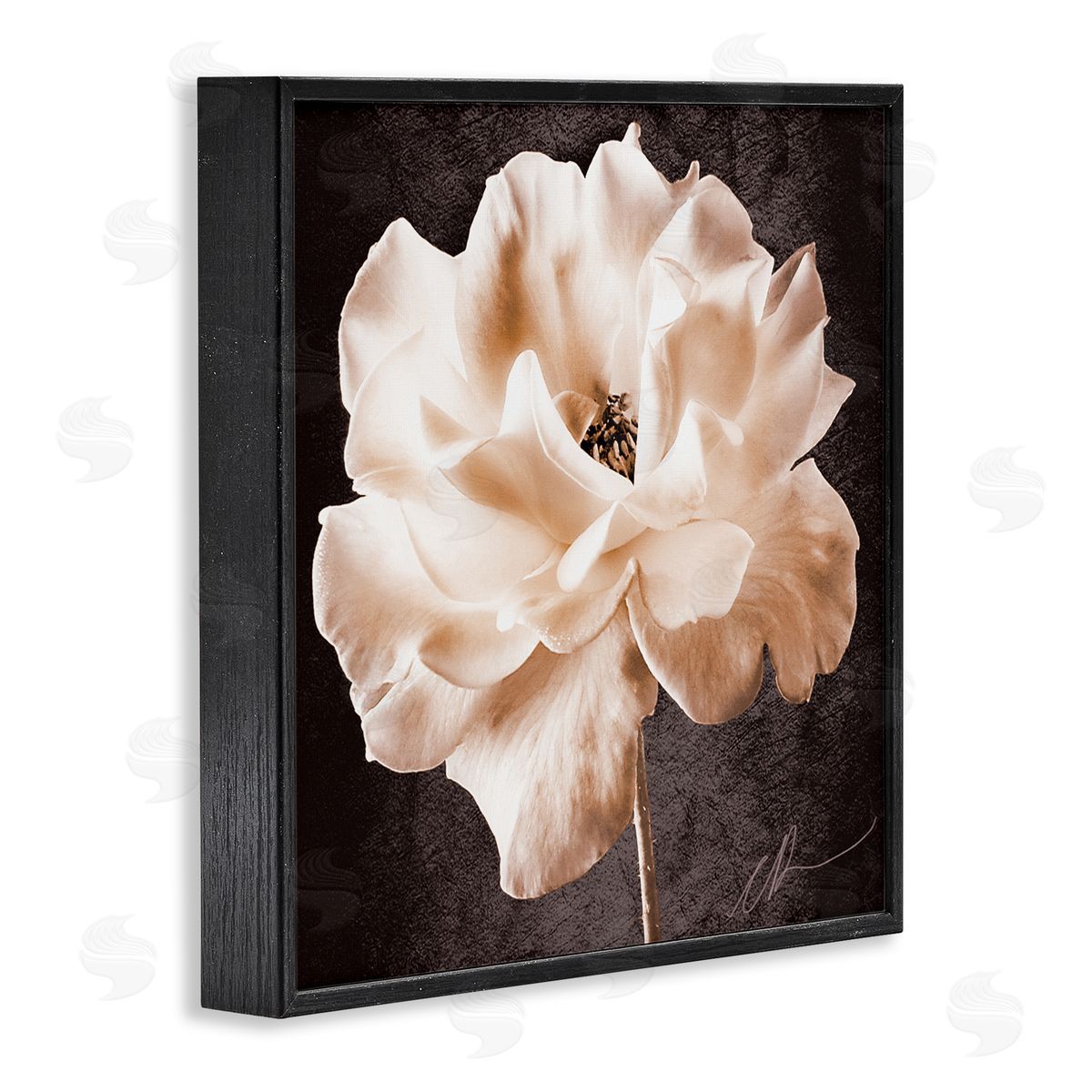 Christine Zalewski Vintage Rose Photography Black Framed Giclee Wall Artside_