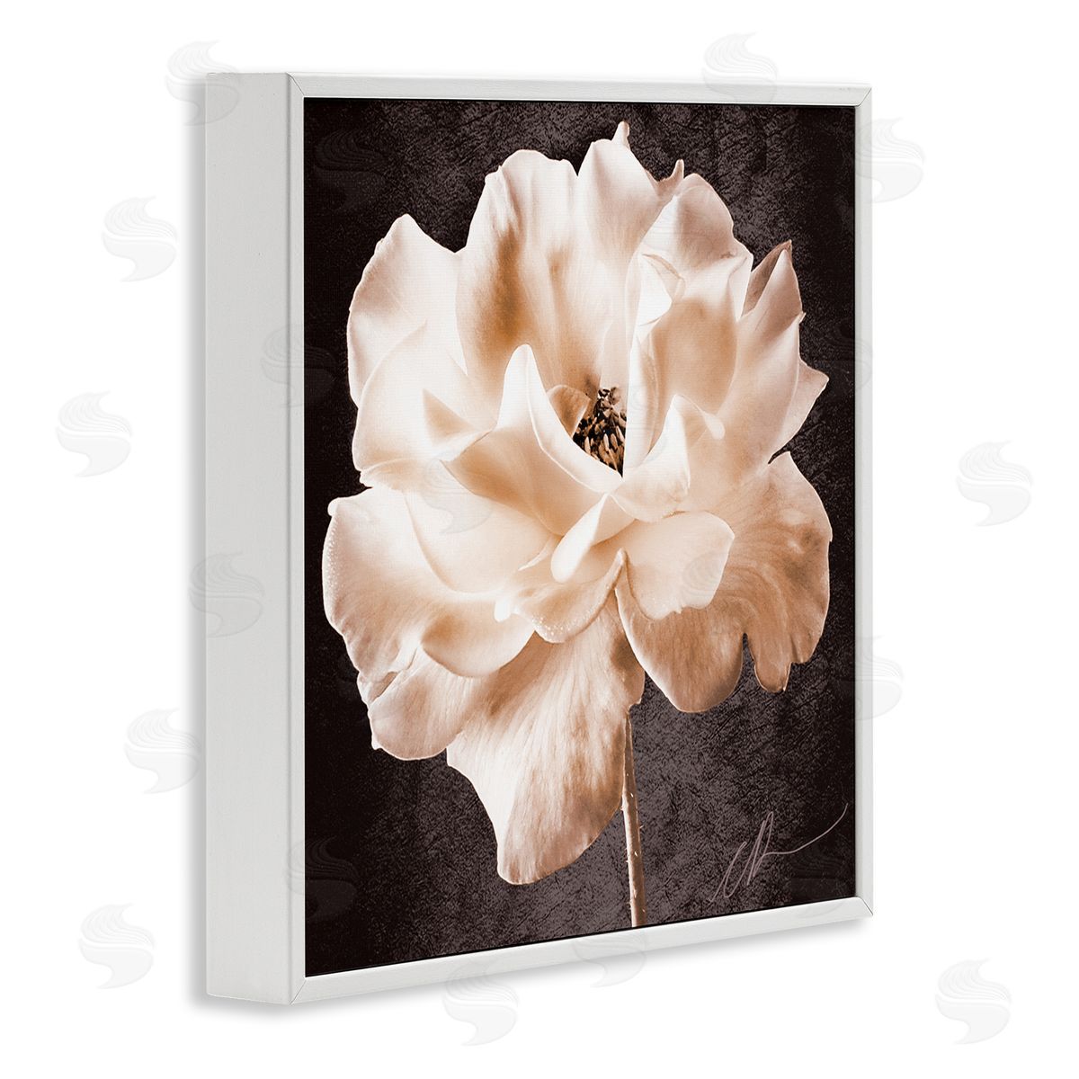 Christine Zalewski Vintage Rose Photography White Framed Giclee Wall Artside_