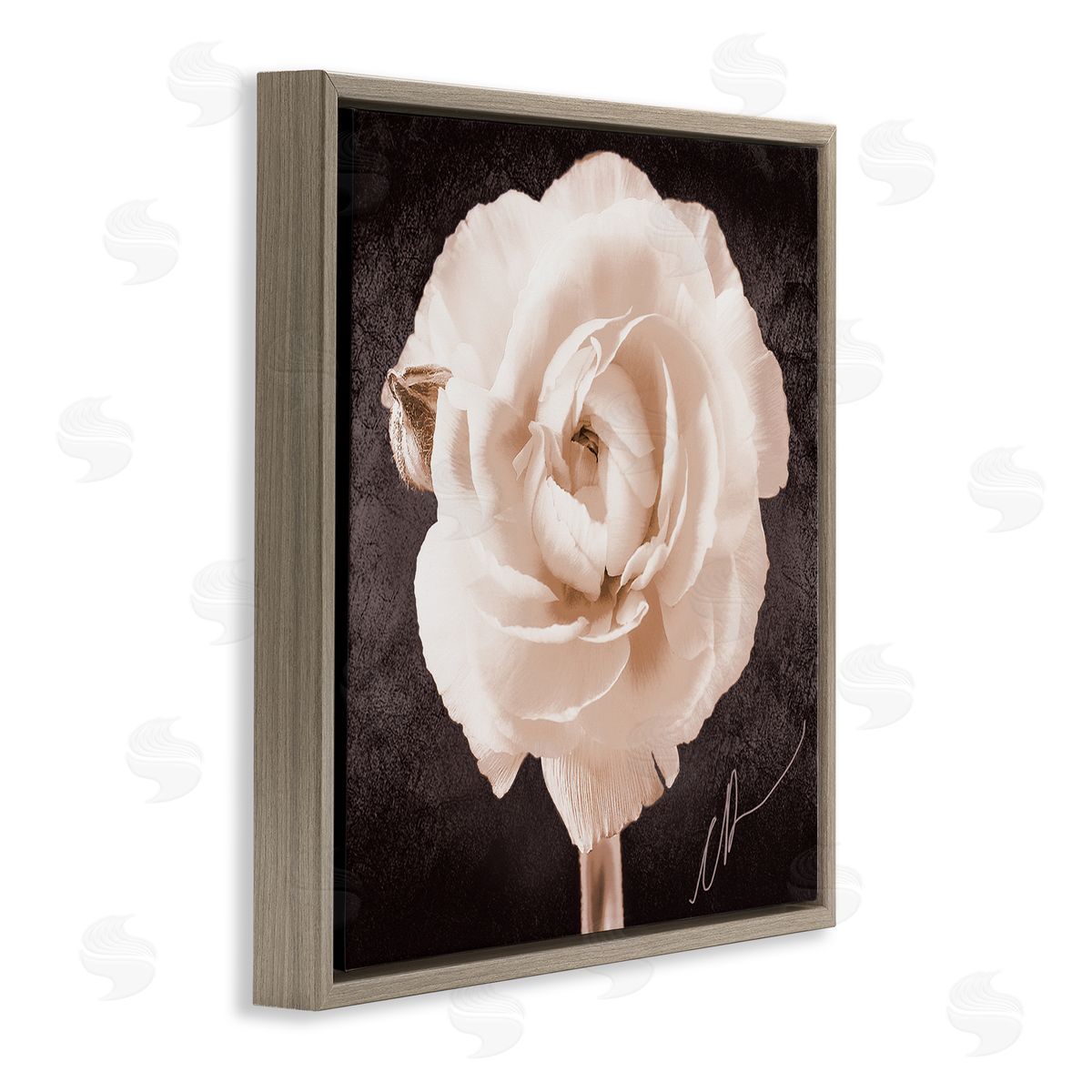 Christine Zalewski Vintage Rose Bloom Brown Floater Frame Canvas Artside_