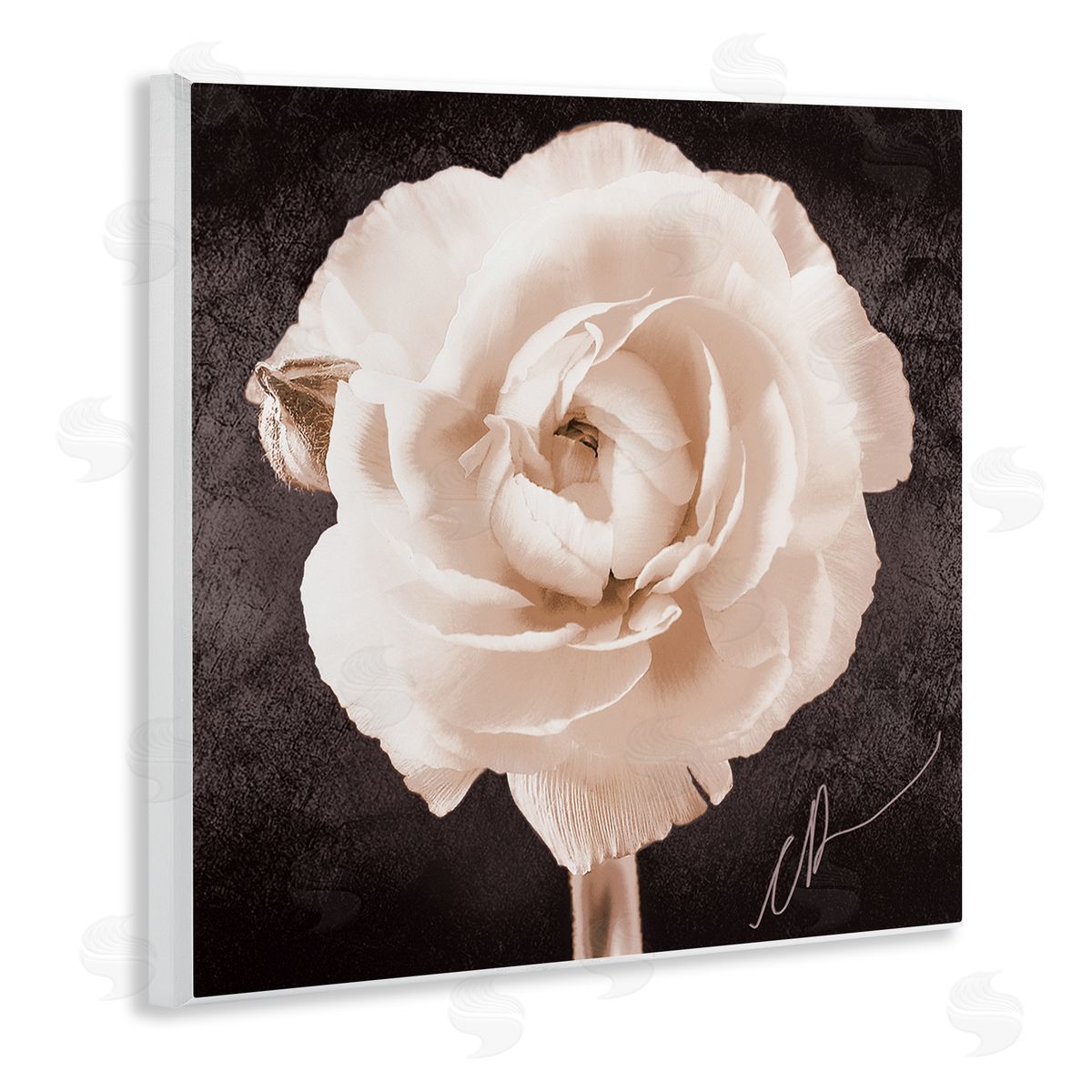 Christine Zalewski Vintage Rose Bloom Wall Plaque Artside_