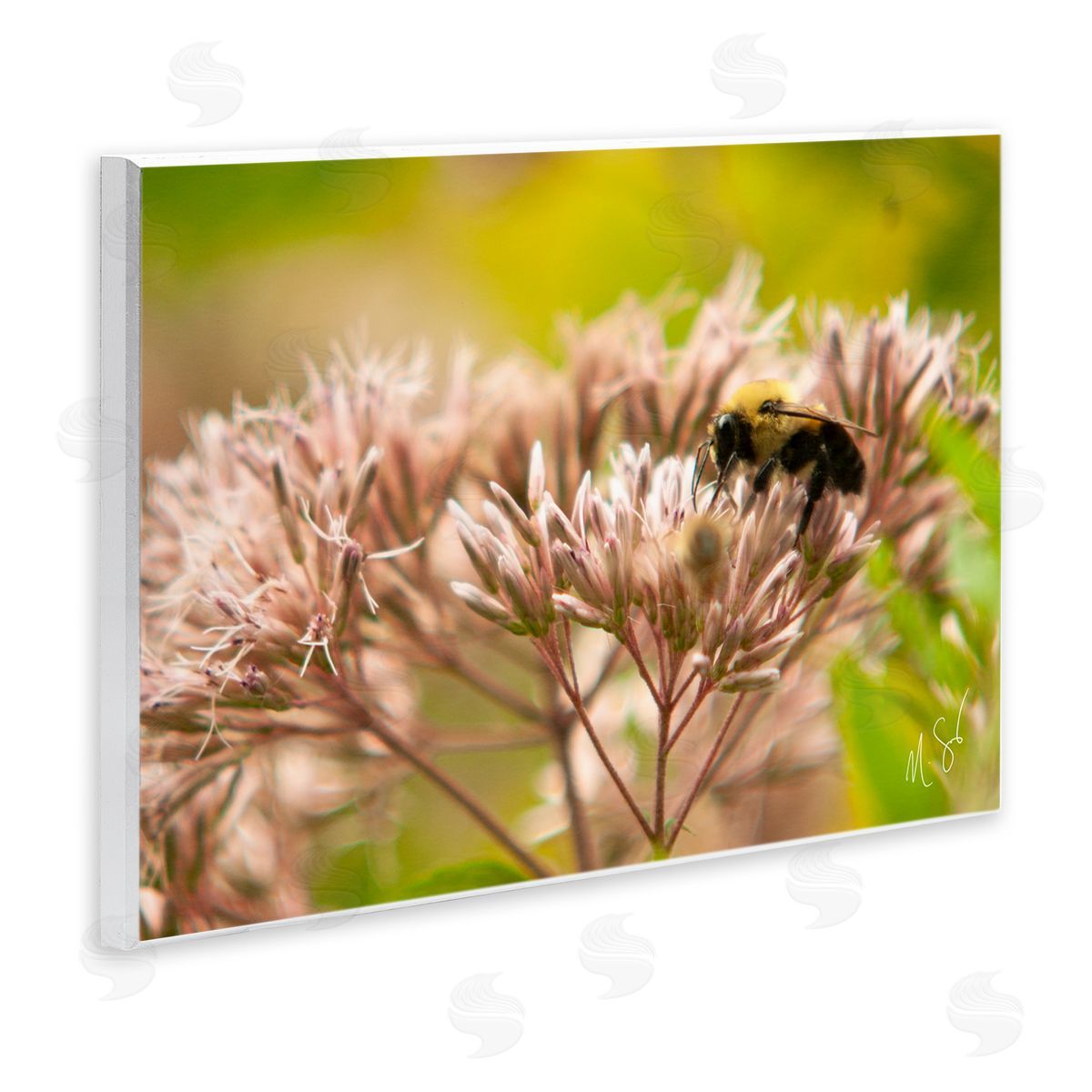 Nick Saez Honey Bee Photography Wall Plaque Artside_