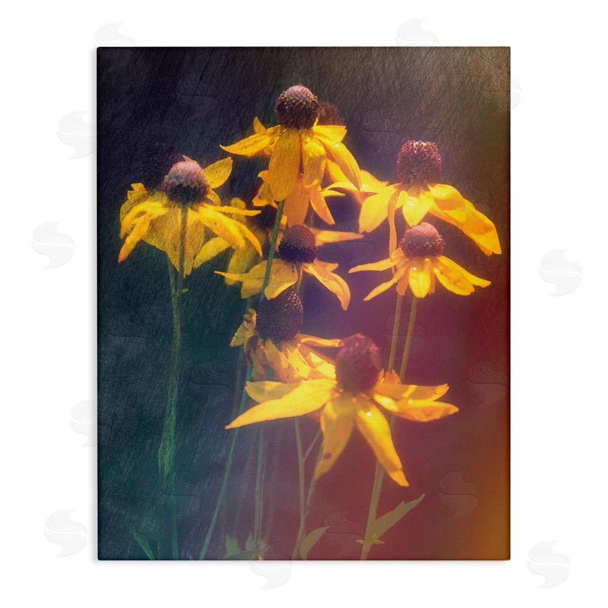 Daniel Sproul Black-Eyed Susan Photography Canvas Wall Art