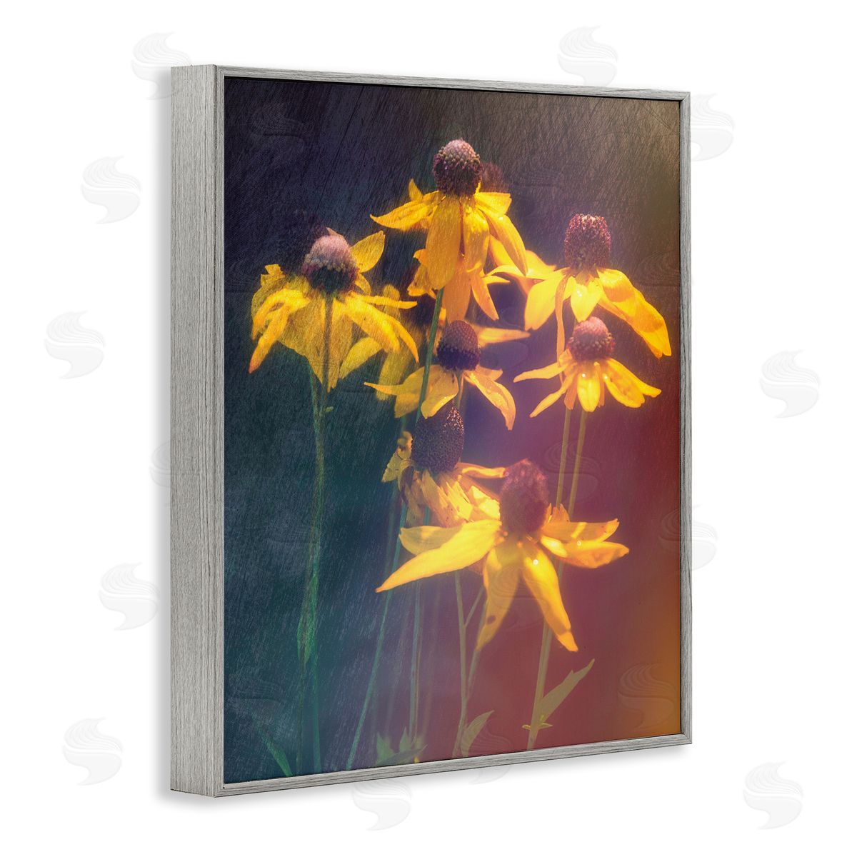 Daniel Sproul Black-Eyed Susan Photography Gray Framed Giclee Wall Artside_