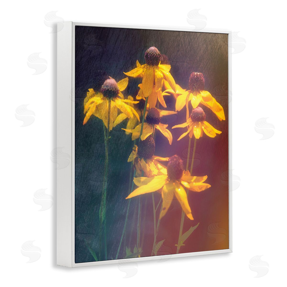 Daniel Sproul Black-Eyed Susan Photography White Framed Giclee Wall Artside_