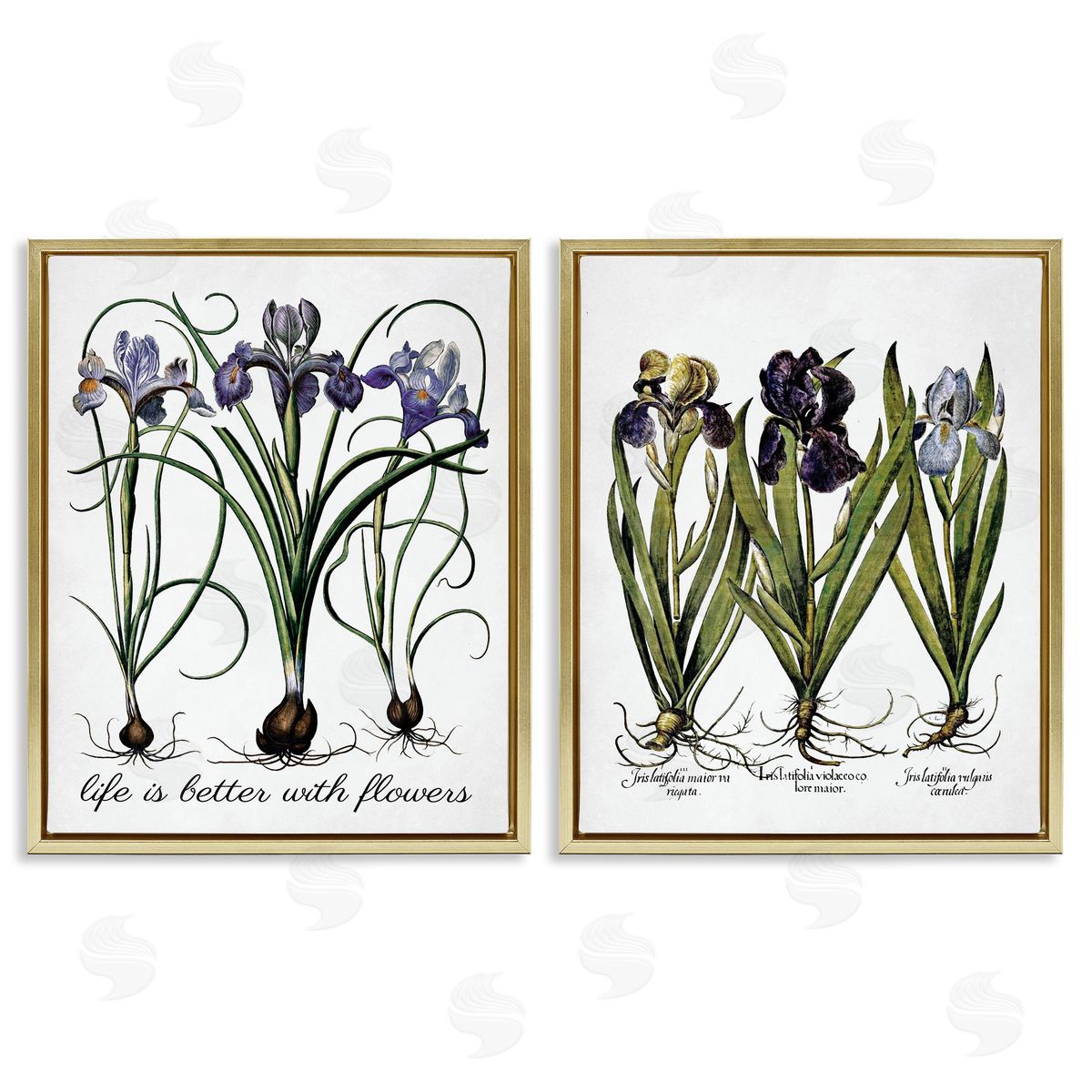 Lettered and Lined Better with Flowers Iris Bulb Gold Floating Frame Canvas Wall Art Print