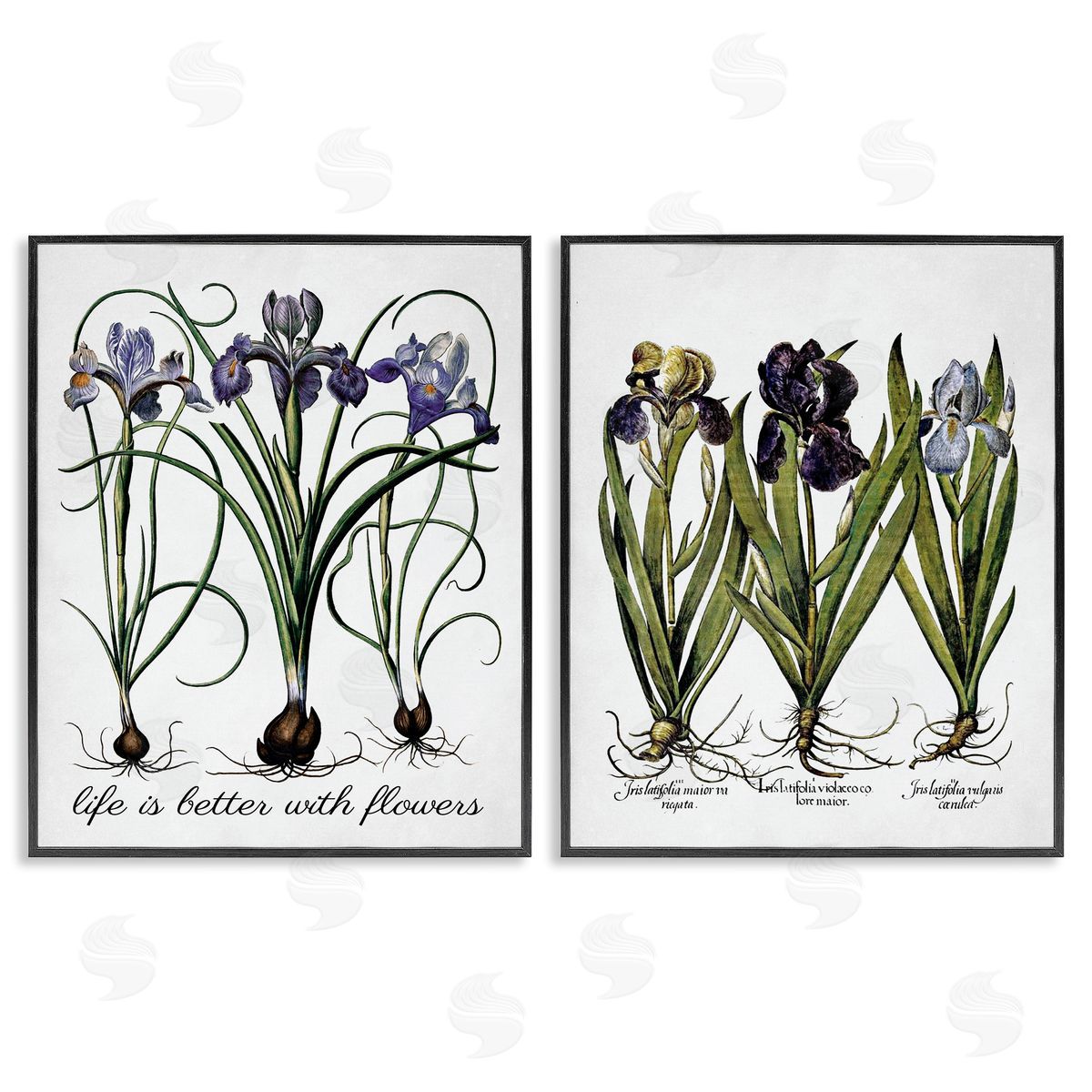 Lettered and Lined Better with Flowers Iris Bulb Black Framed Giclee Wall Art Print