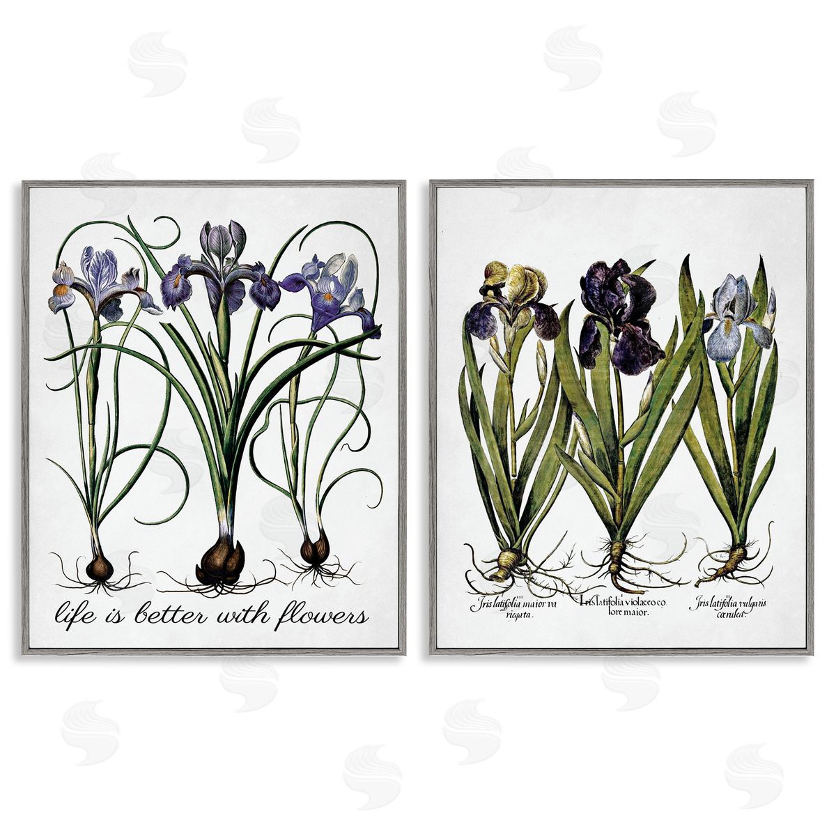 Lettered and Lined Better with Flowers Iris Bulb Gray Framed Giclee Wall Art Print