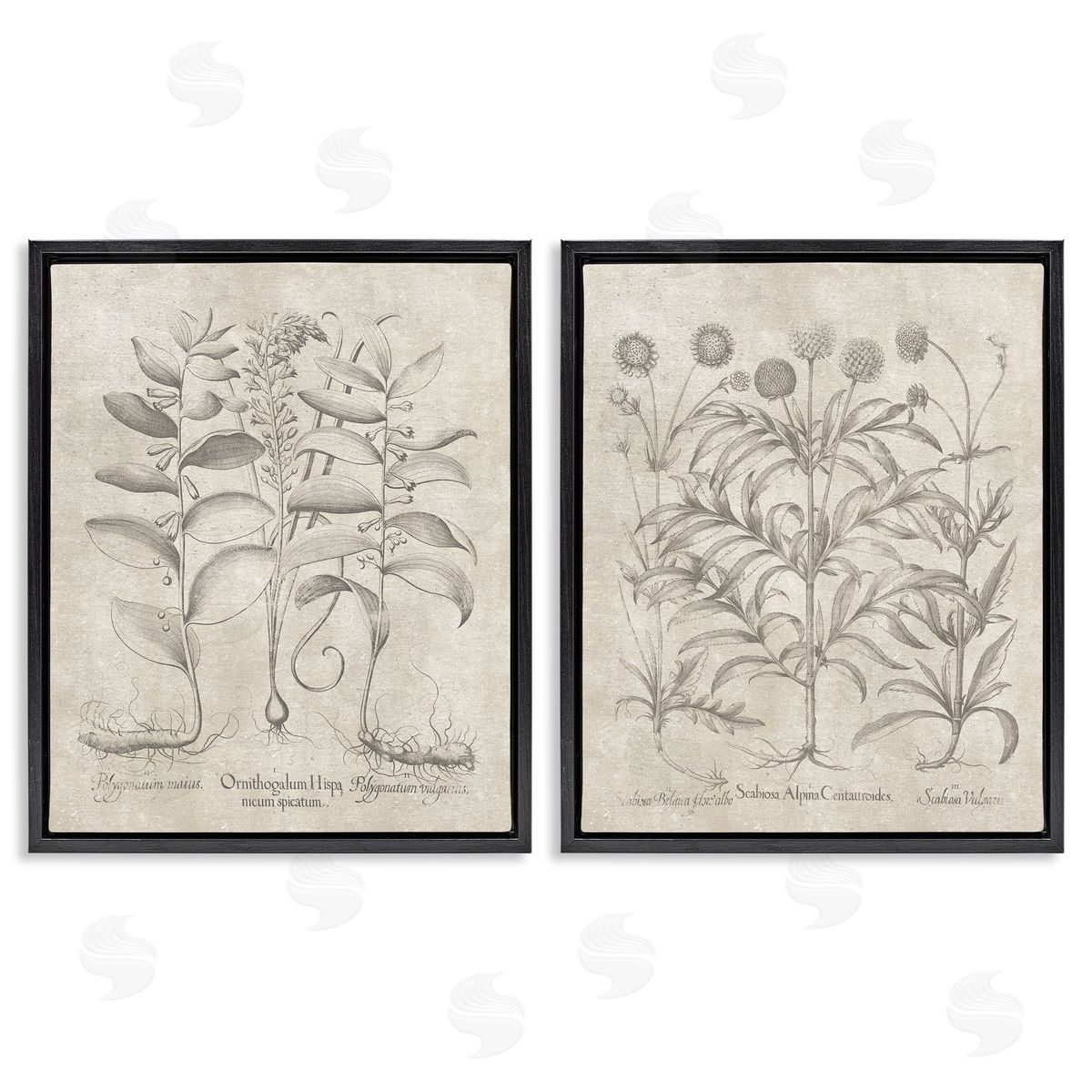 Lettered and Lined Soft Botanical Study  Black Floating Frame Canvas Wall Art Print