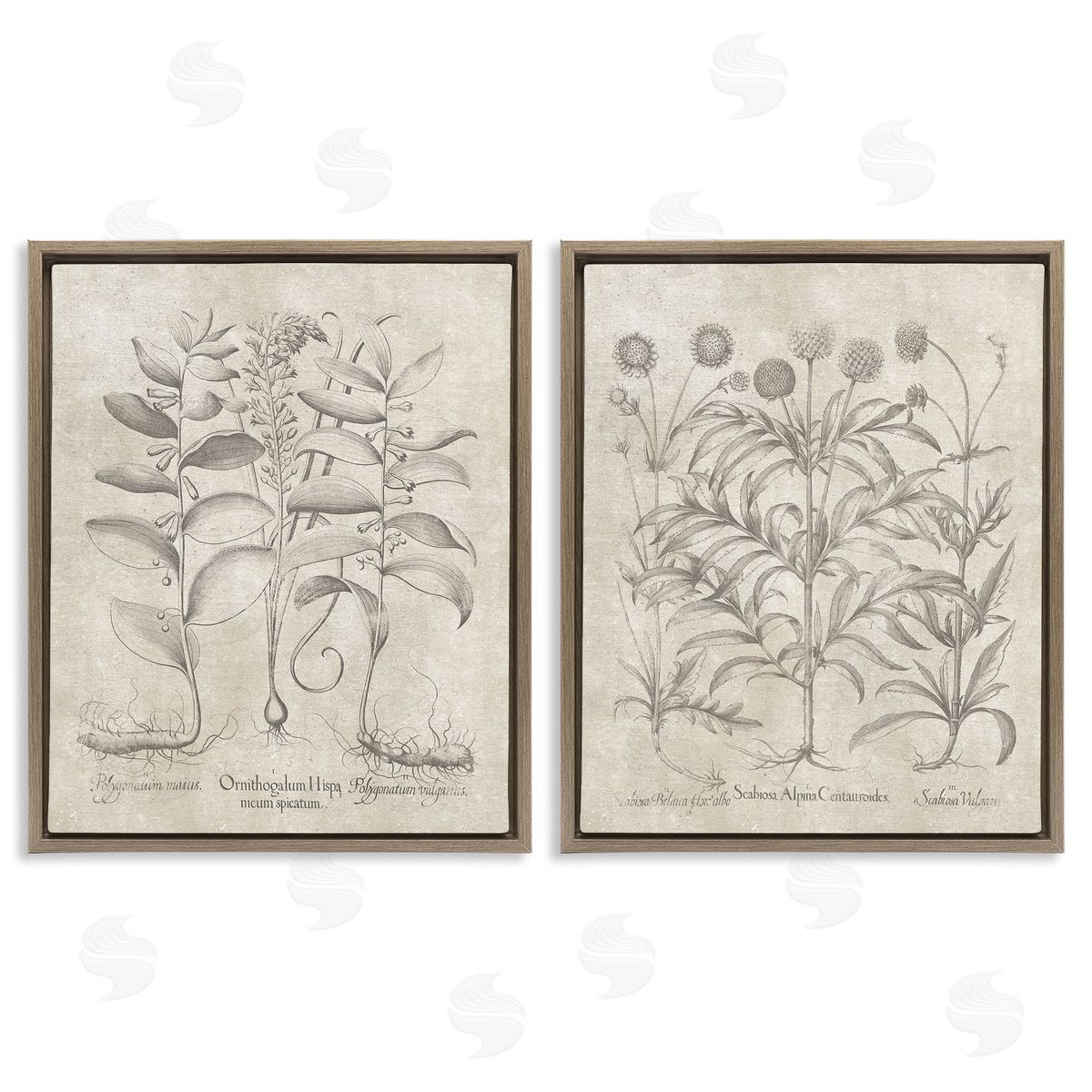 Lettered and Lined Soft Botanical Study  Brown Floating Frame Canvas Wall Art Print
