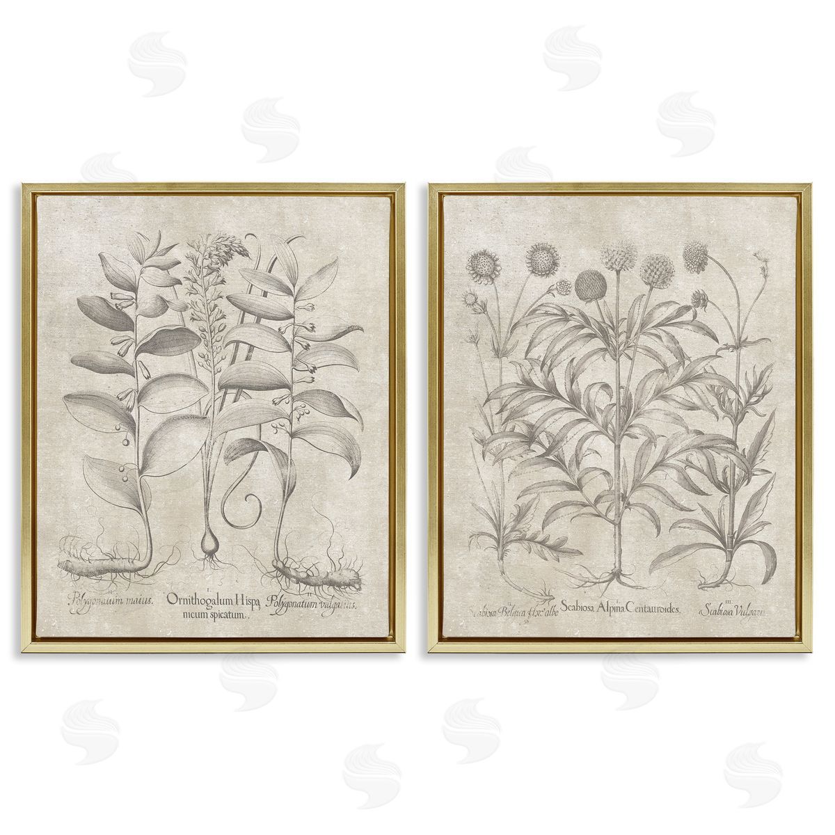 Lettered and Lined Soft Botanical Study  Gold Floating Frame Canvas Wall Art Print