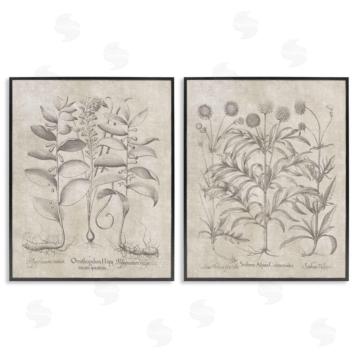 Lettered and Lined Soft Botanical Study  Black Framed Giclee Wall Art Print