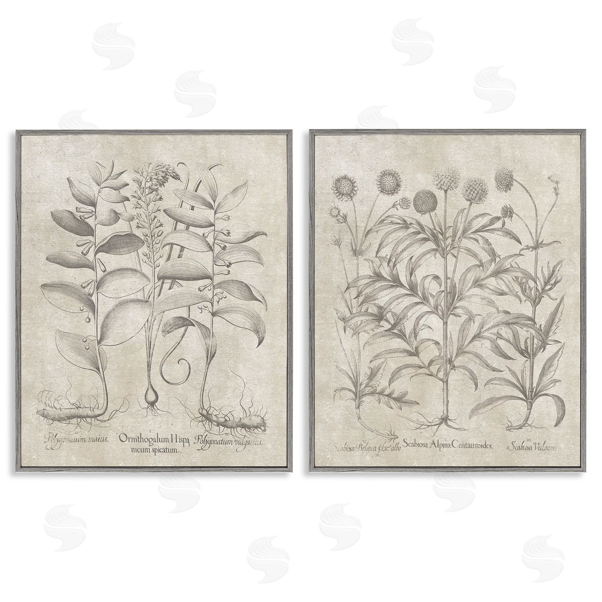 Lettered and Lined Soft Botanical Study  Gray Framed Giclee Wall Art Print