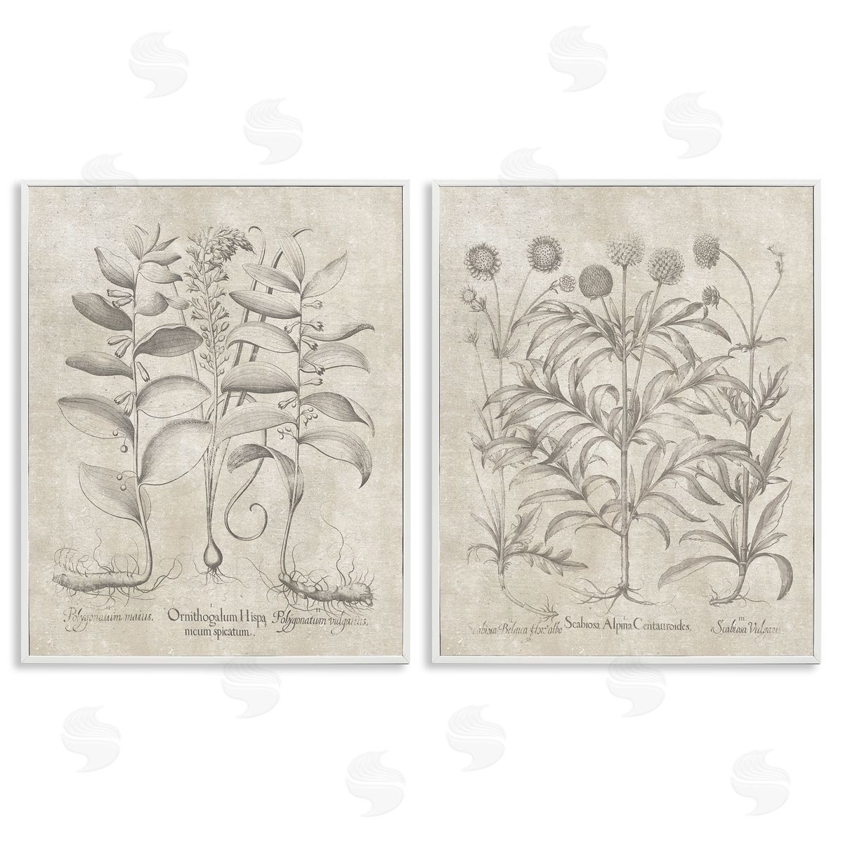 Lettered and Lined Soft Botanical Study  White Framed Giclee Wall Art Print