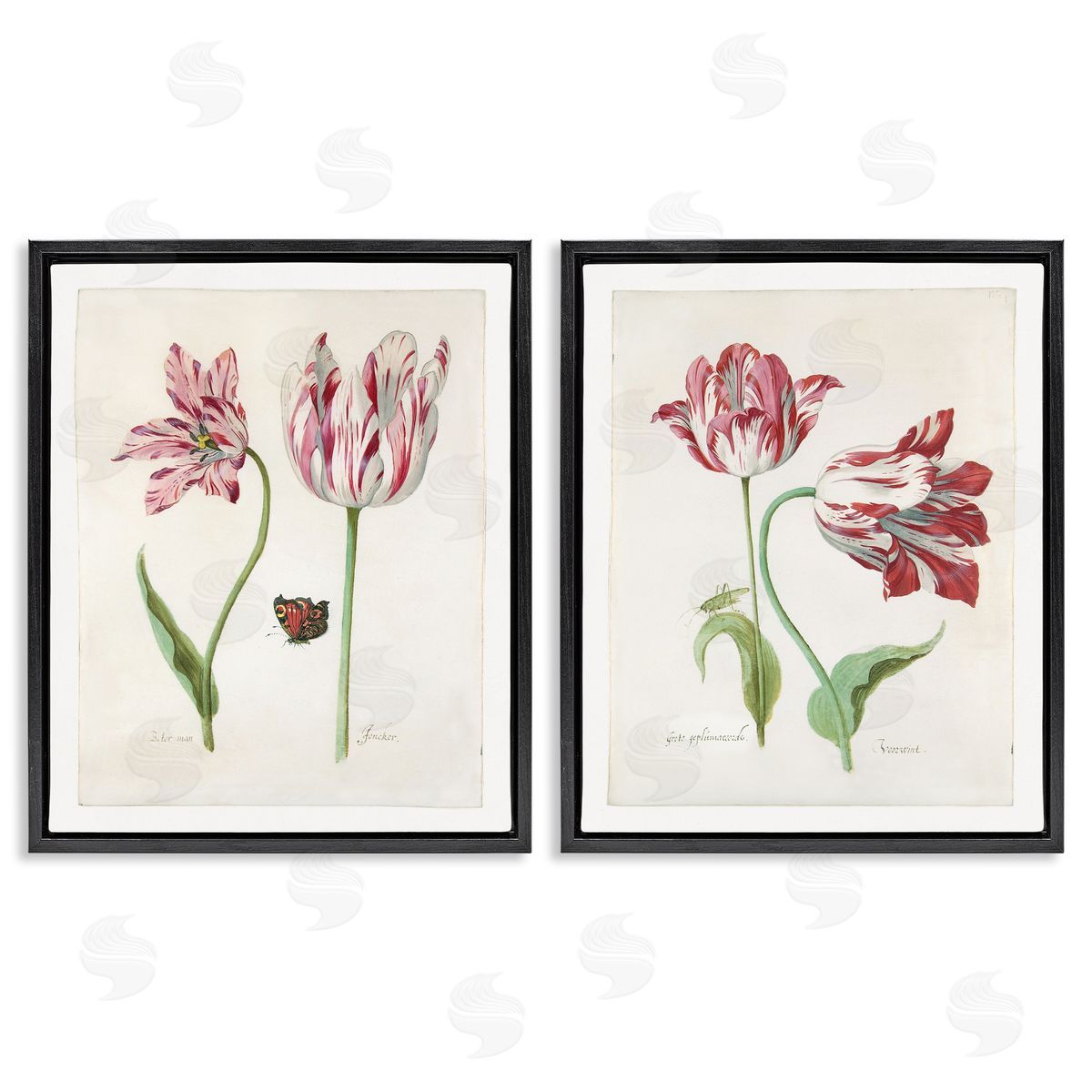 Jacob Marrel Vintage Tulip & Insect Studies Black Floating Frame Canvas Wall Art Print